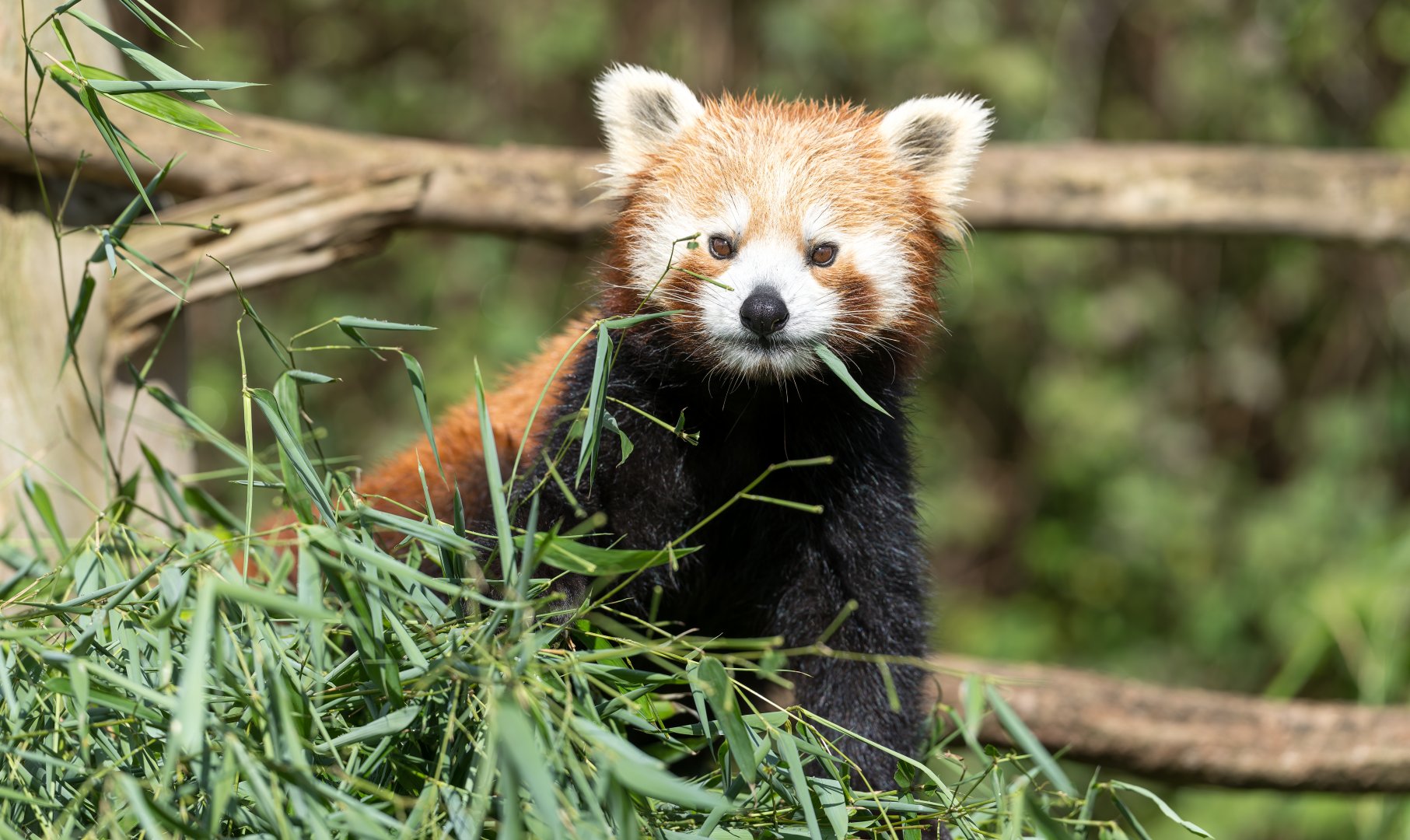 Red panda, CWP, UK