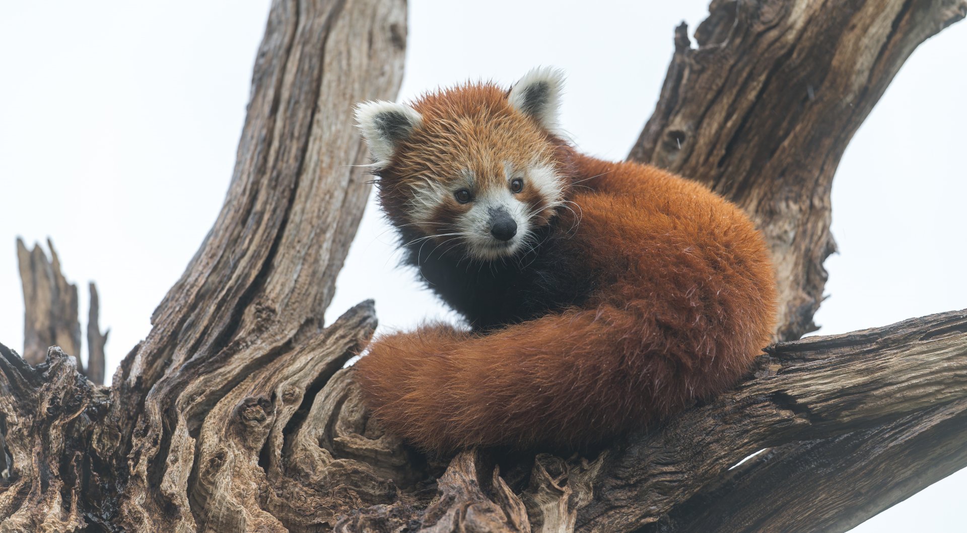 Red Panda, CWP, UK