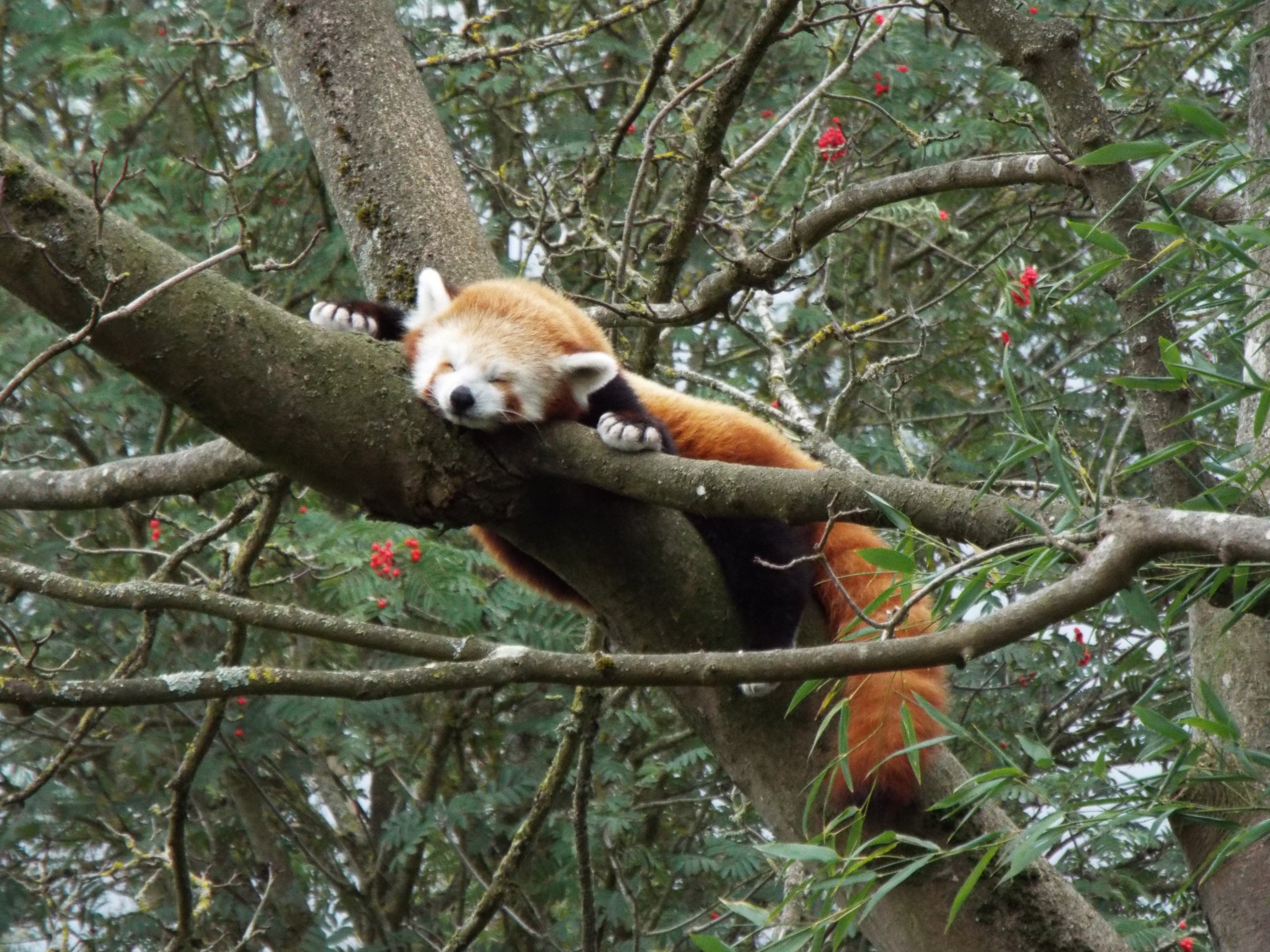 Red Panda, CWP