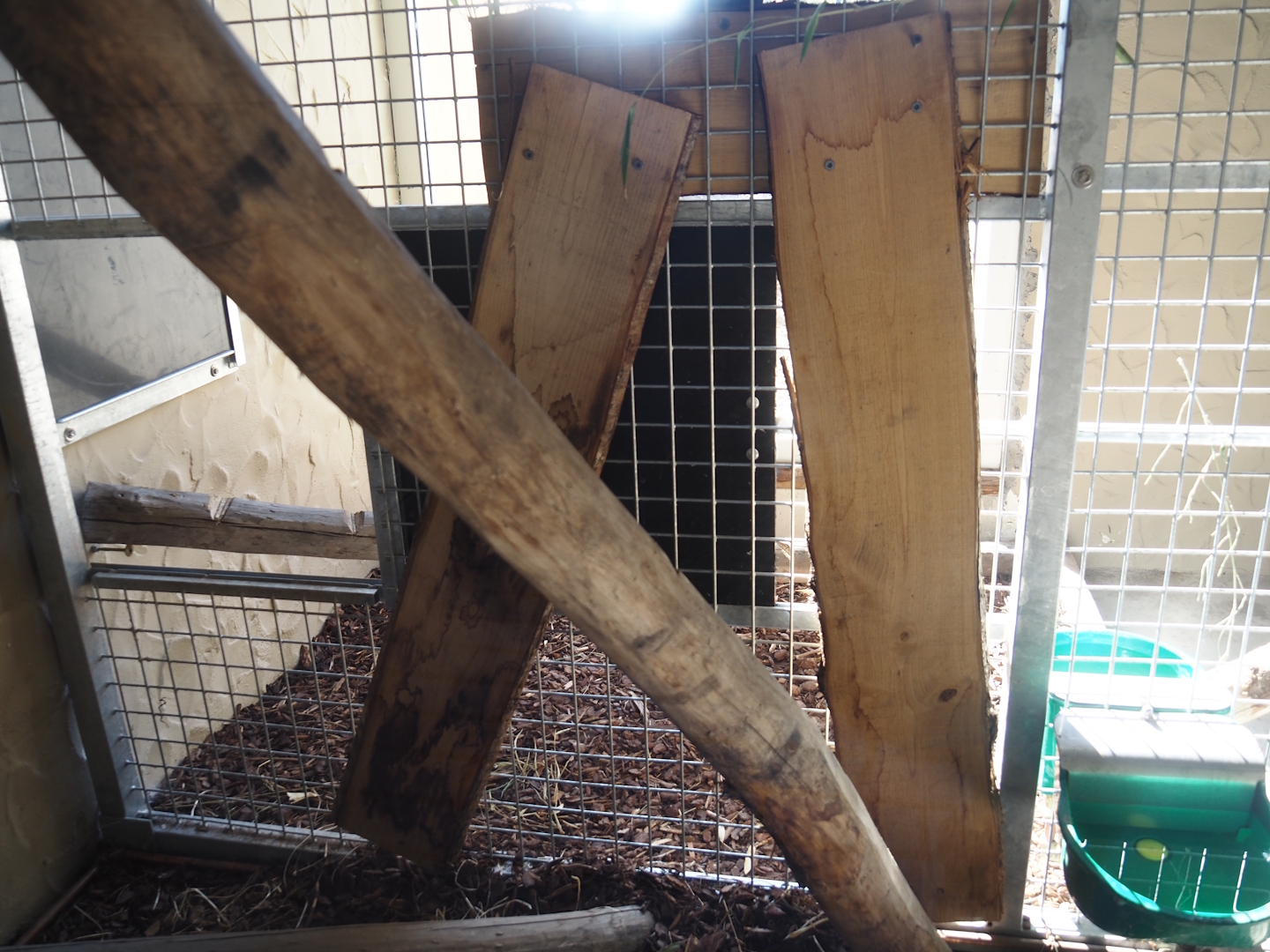 Red panda den, 2025-08-24