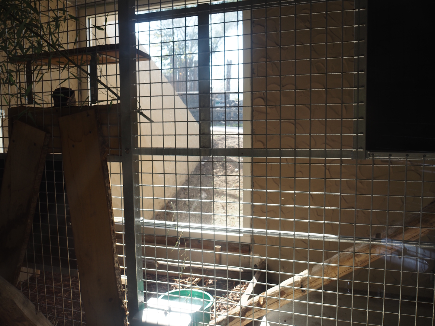 Red panda den, 2025-08-24