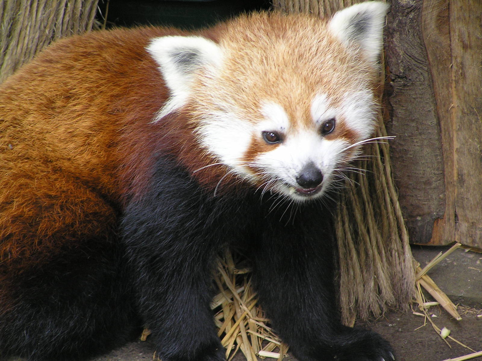 Red panda - Dublin 06