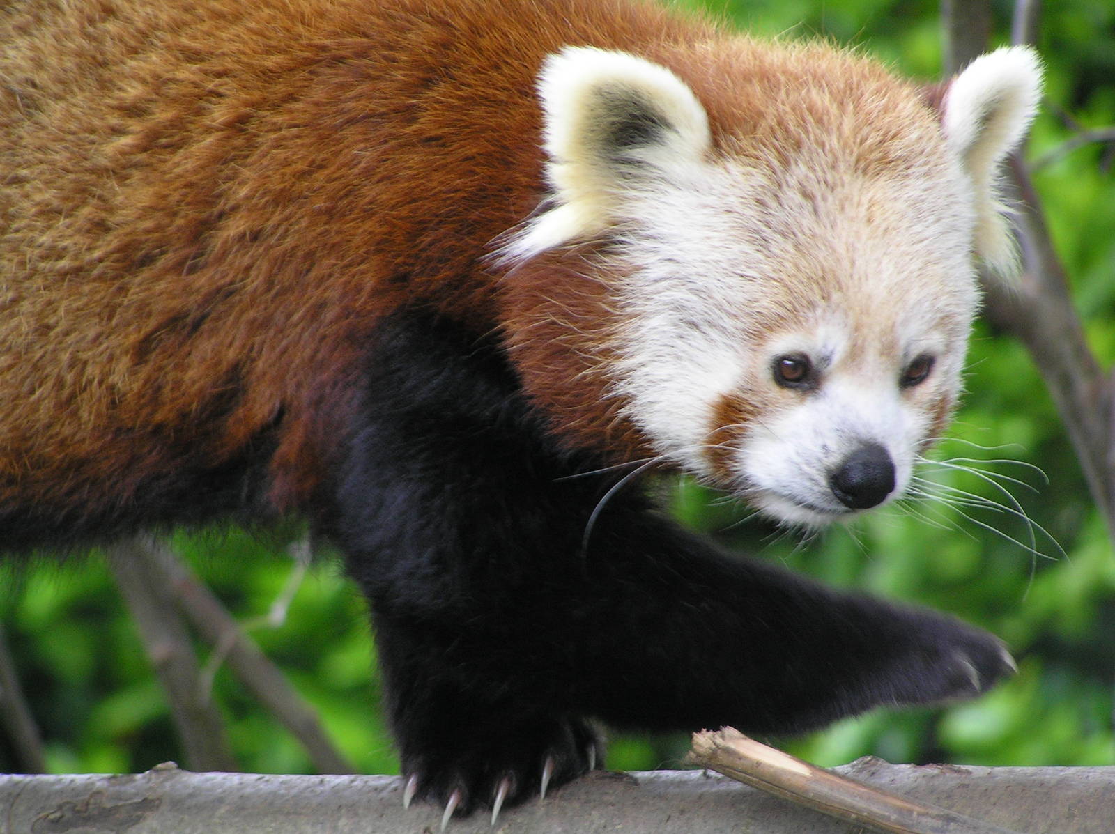 Red panda - Dublin 06