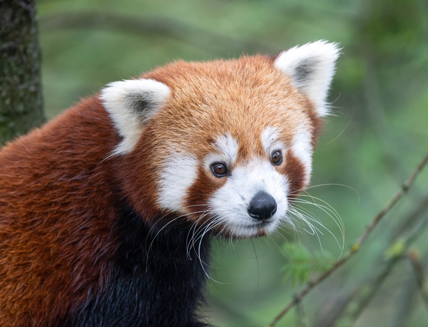 Red panda, Dudley, UK