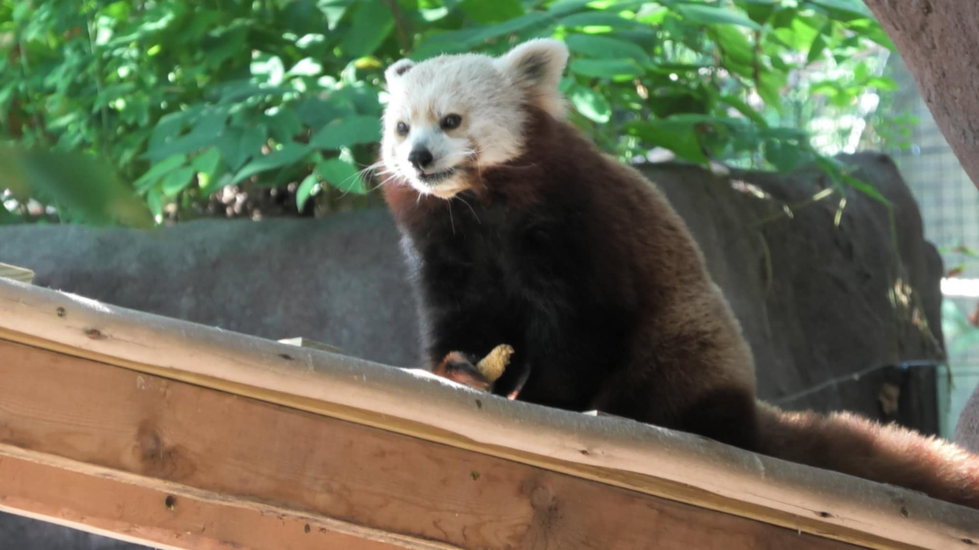 Red panda eating a biscuit