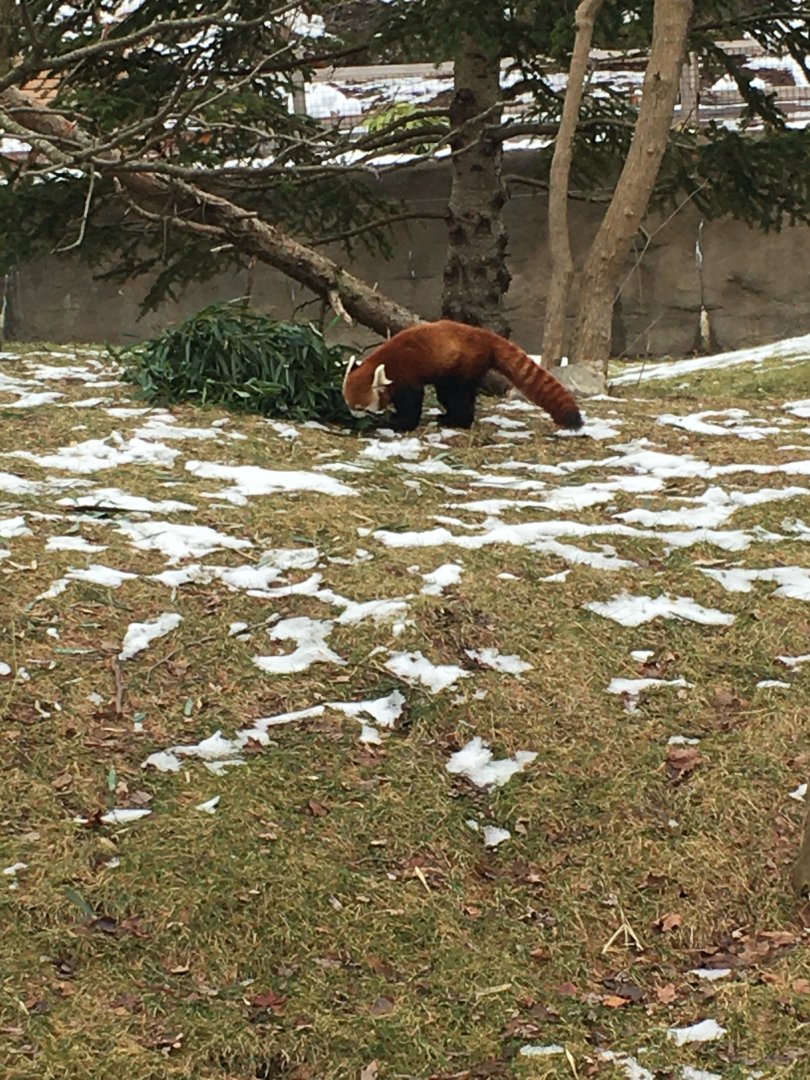 Red Panda Eating Bamboo