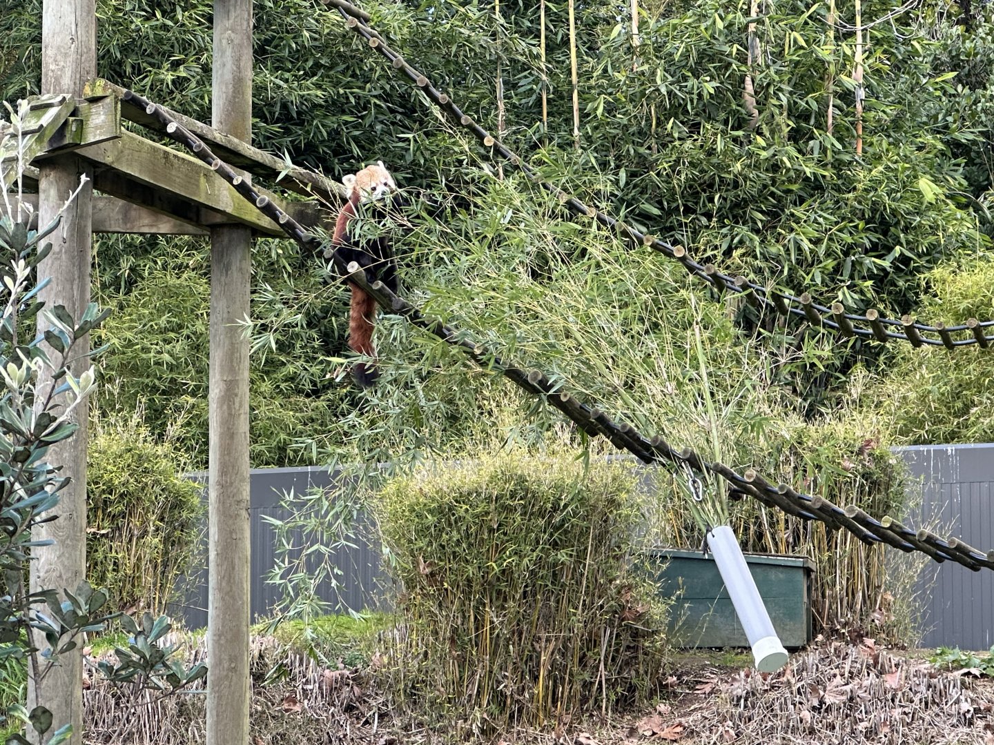 Red Panda Eating Bamboo
