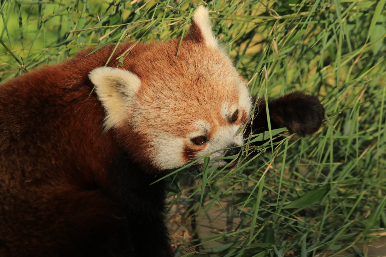 Red Panda eating (July 2019)