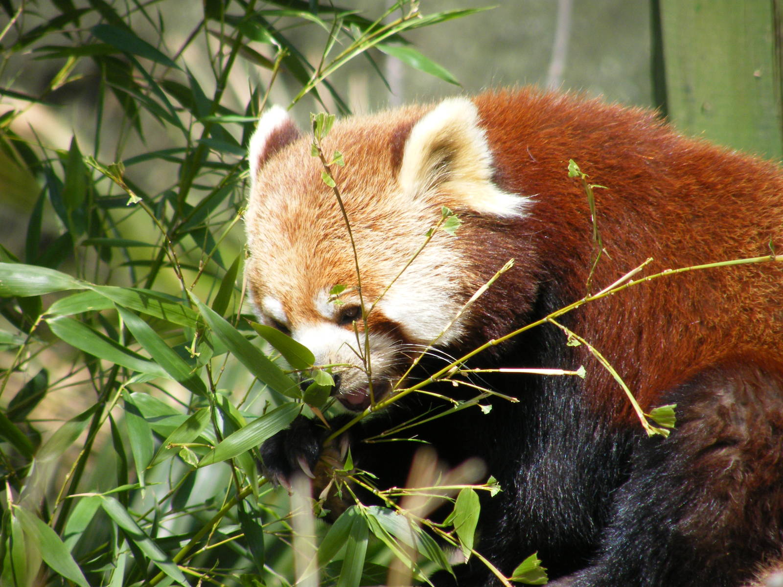 Red Panda Eating