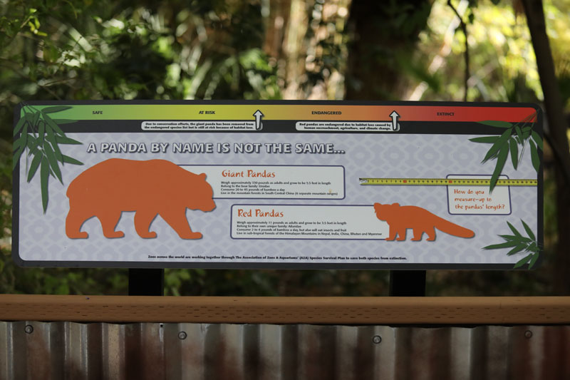 red panda educational graphics