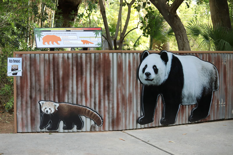 red panda educational graphics