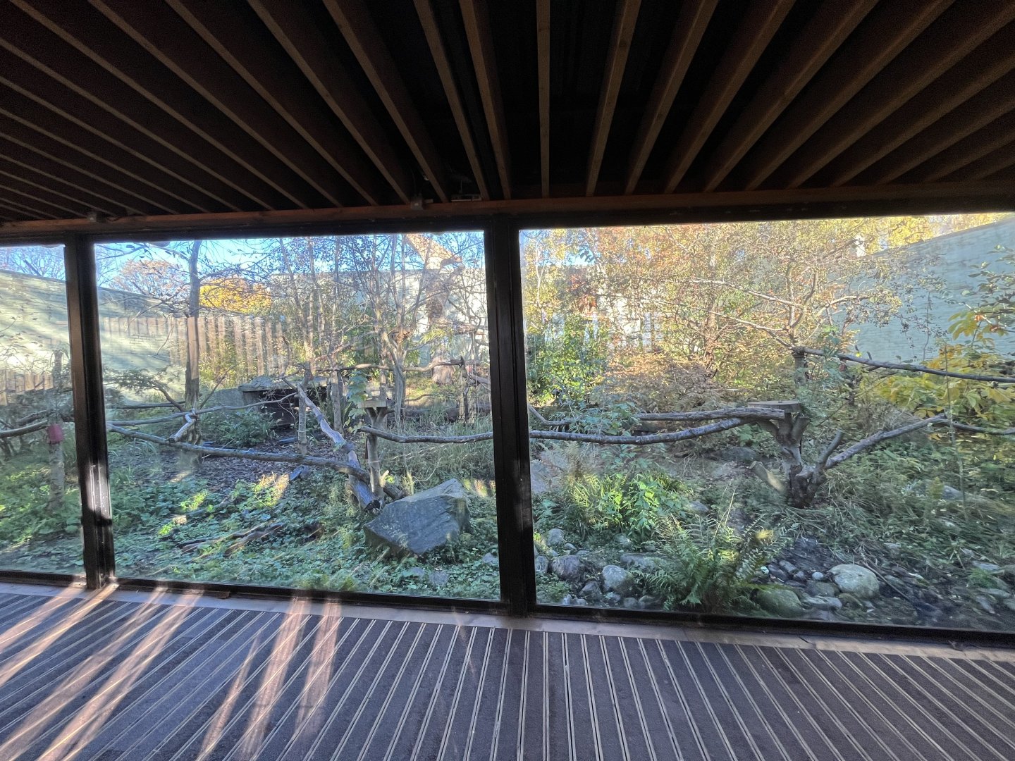 Red panda enclosure (0.5 zoom) 11.11.23