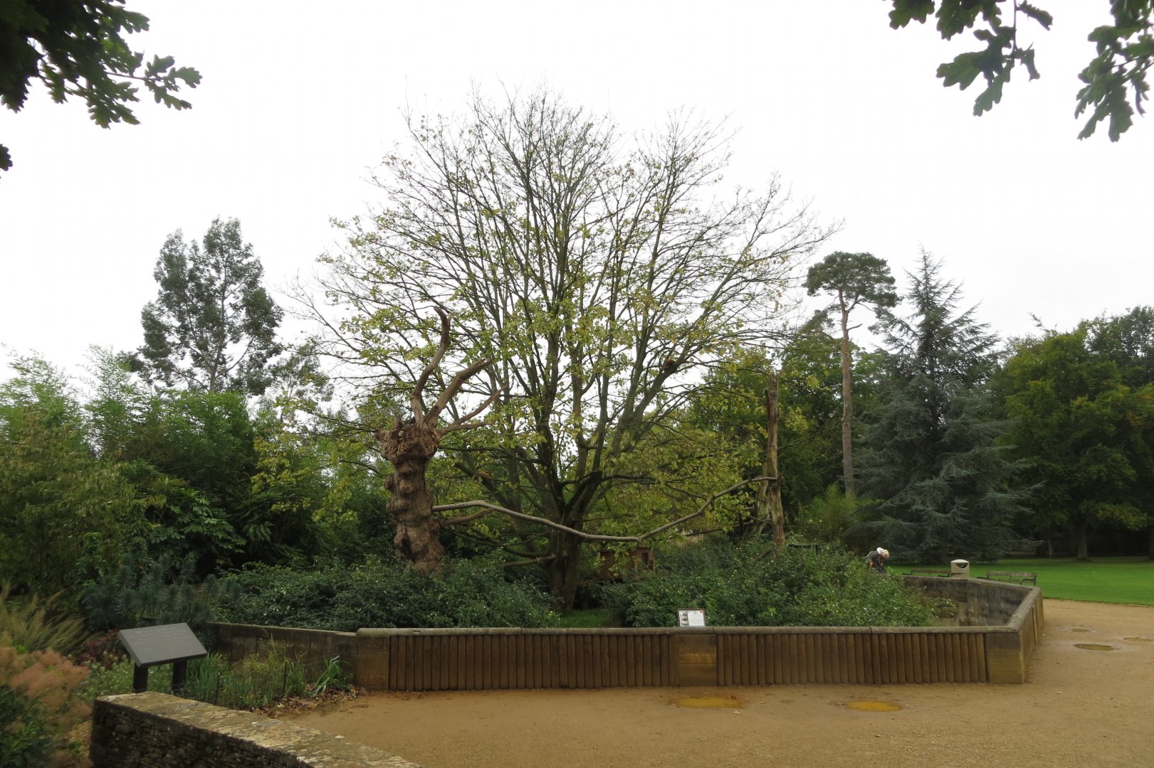 Red panda enclosure 071019