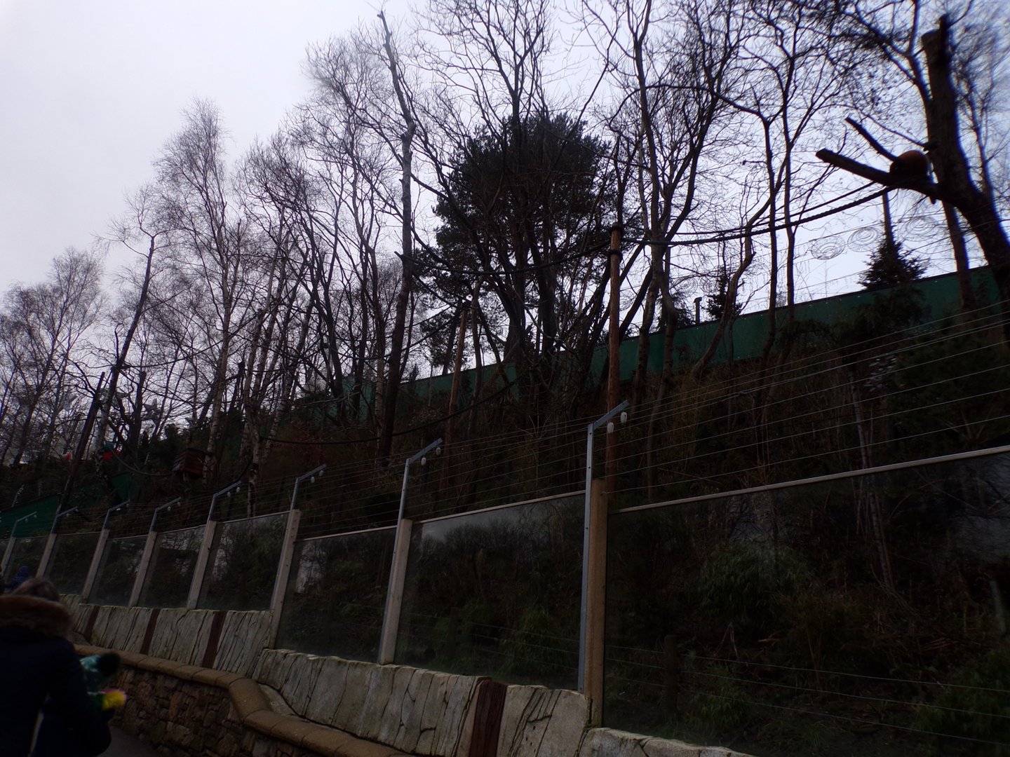 Red panda enclosure 1.1.23