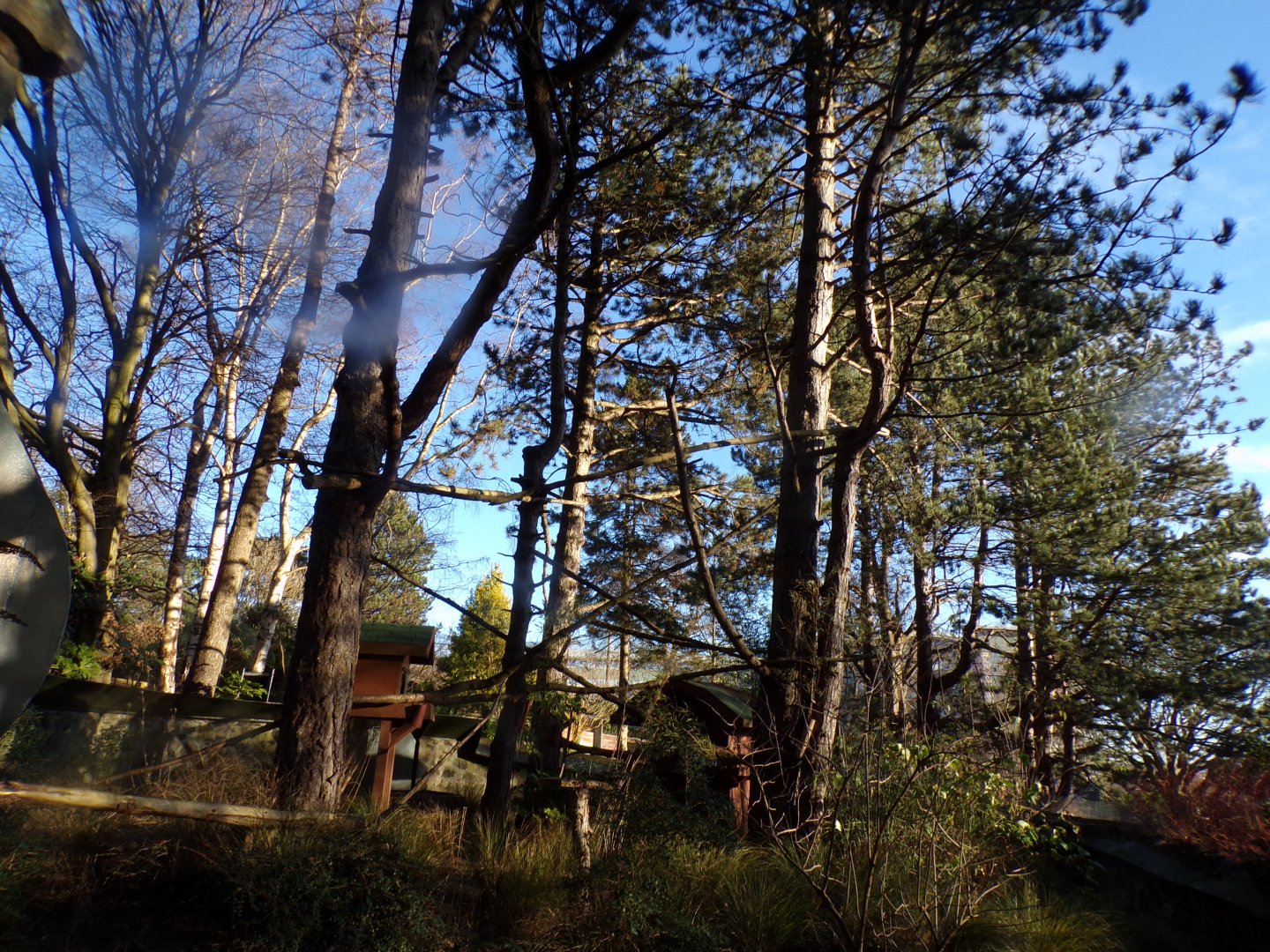 Red panda enclosure 1.1.24