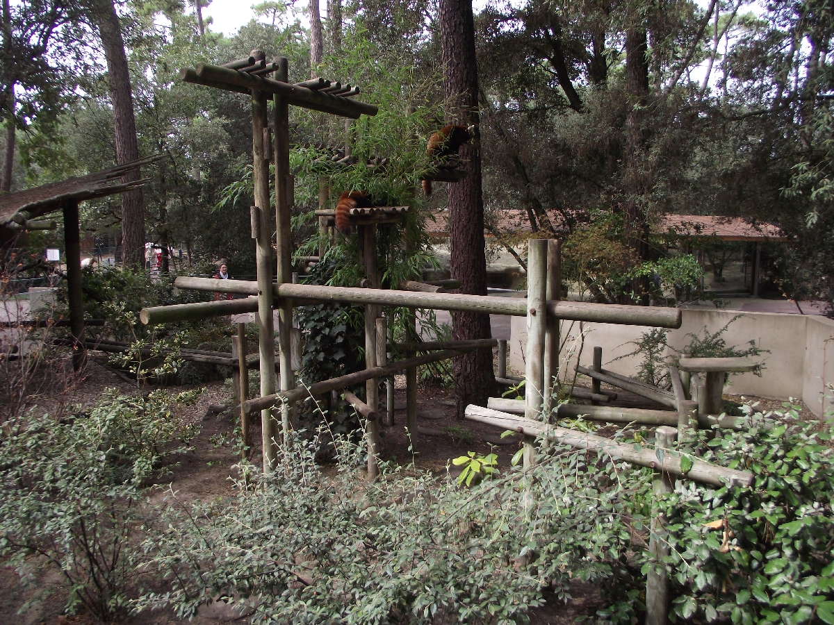 Red Panda Enclosure #1