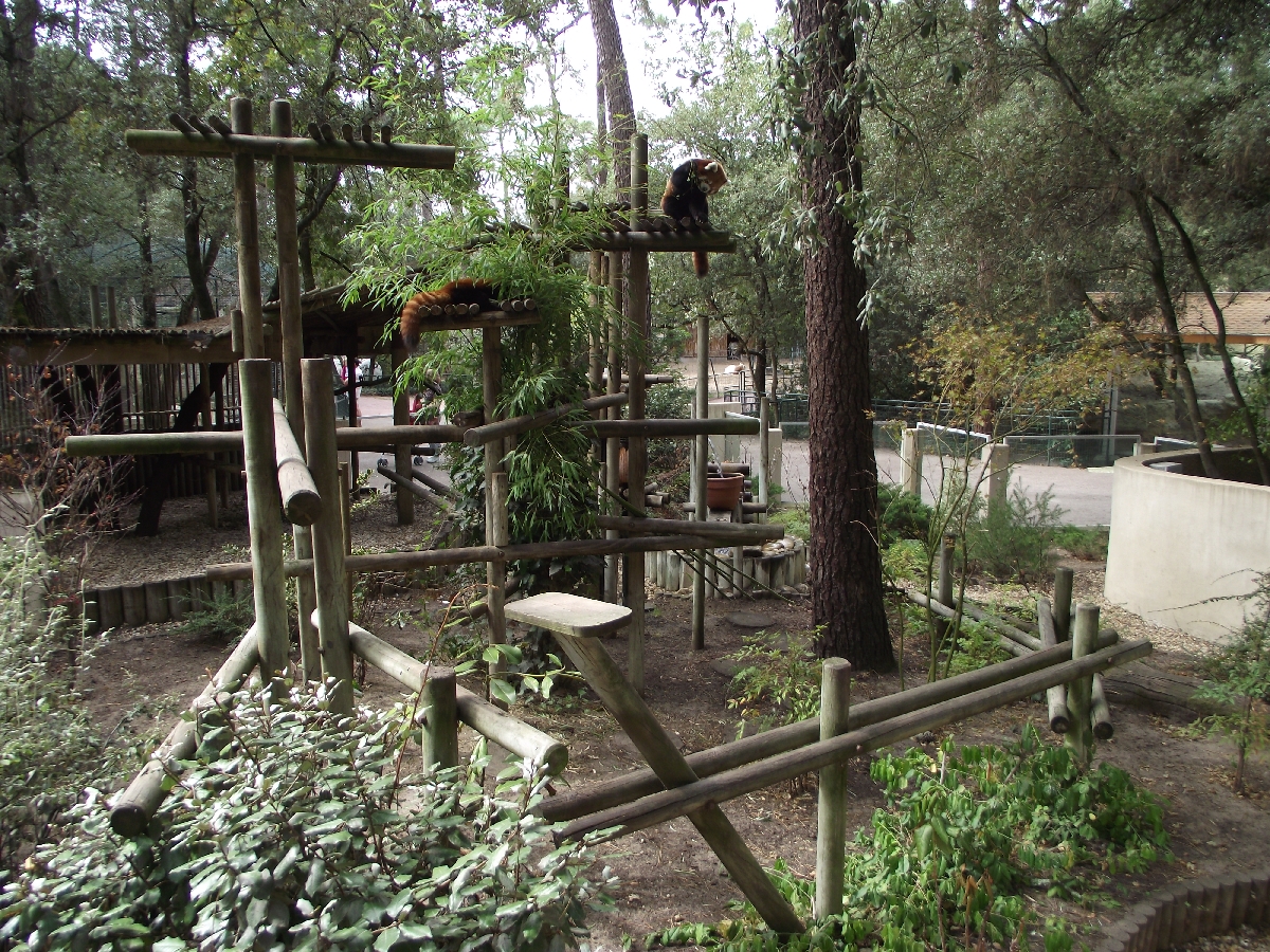 Red Panda Enclosure #1