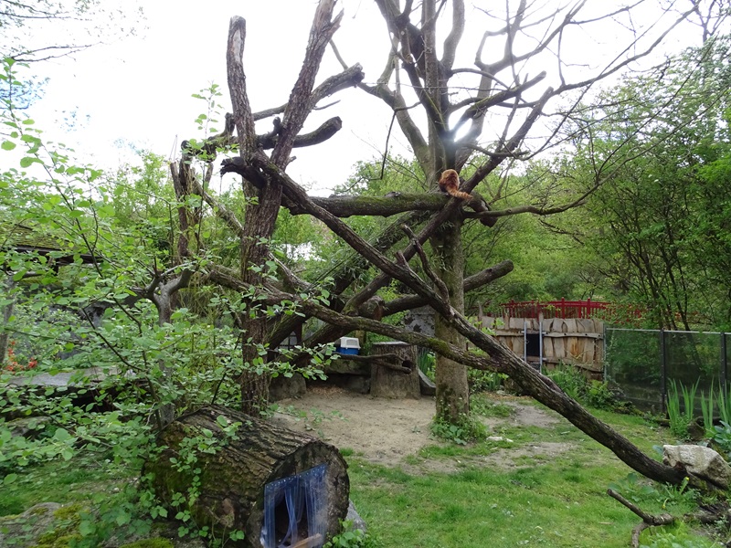 Red panda enclosure #1