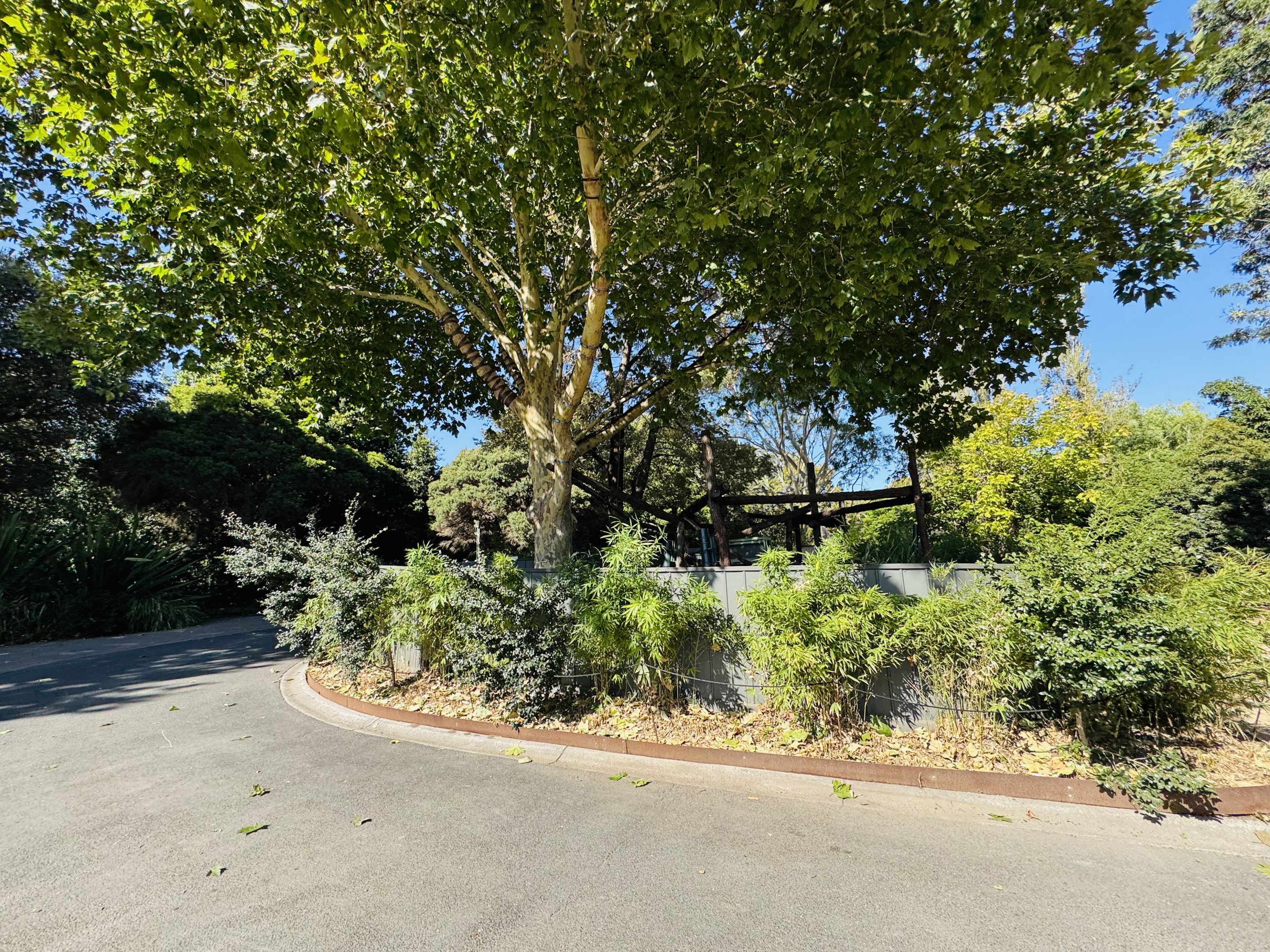 Red panda enclosure #1