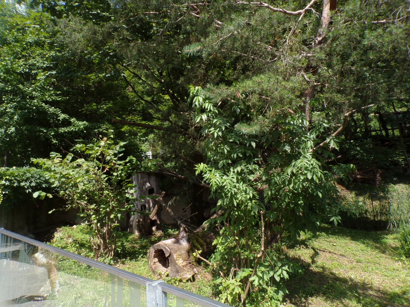 Red panda enclosure 13.7.25