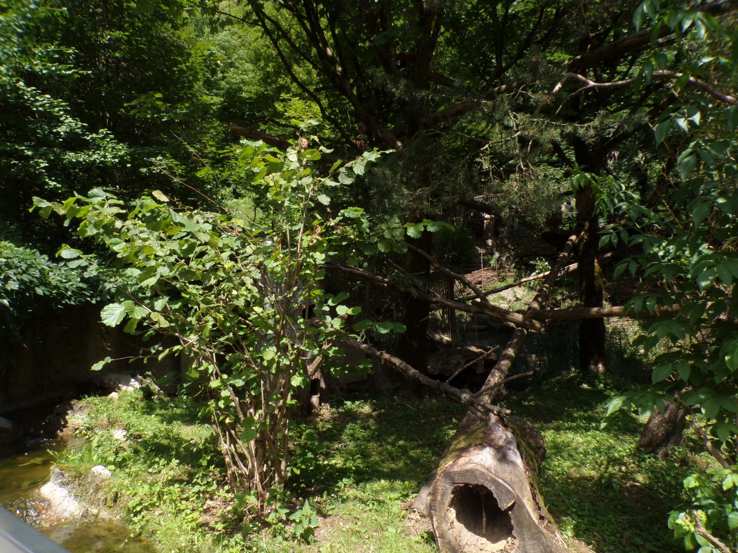 Red panda enclosure 13.7.25