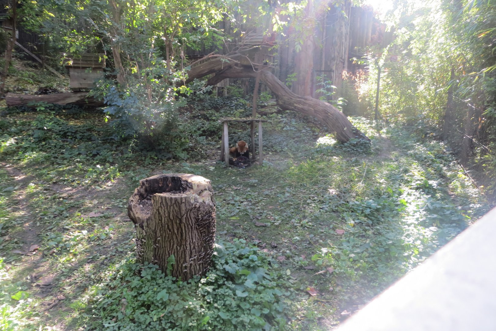 Red panda enclosure 171018