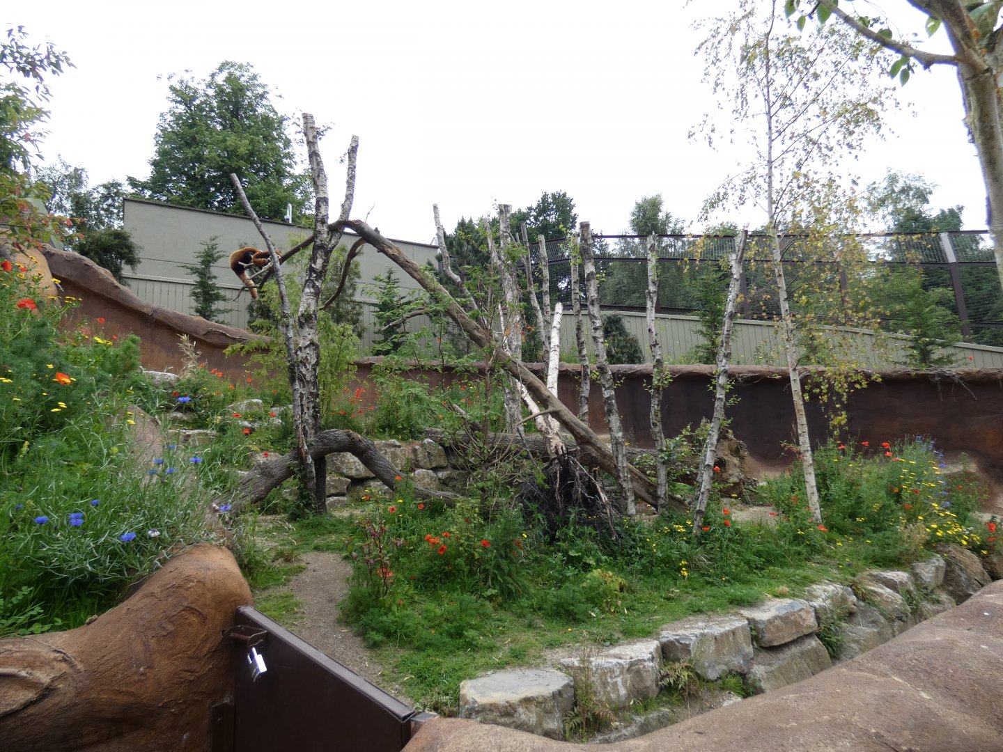 Red panda enclosure (2)