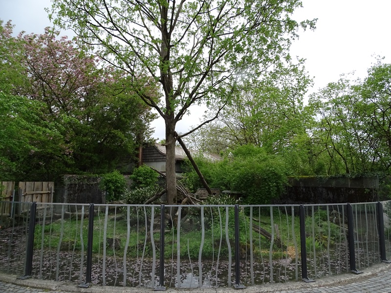 Red panda enclosure #2