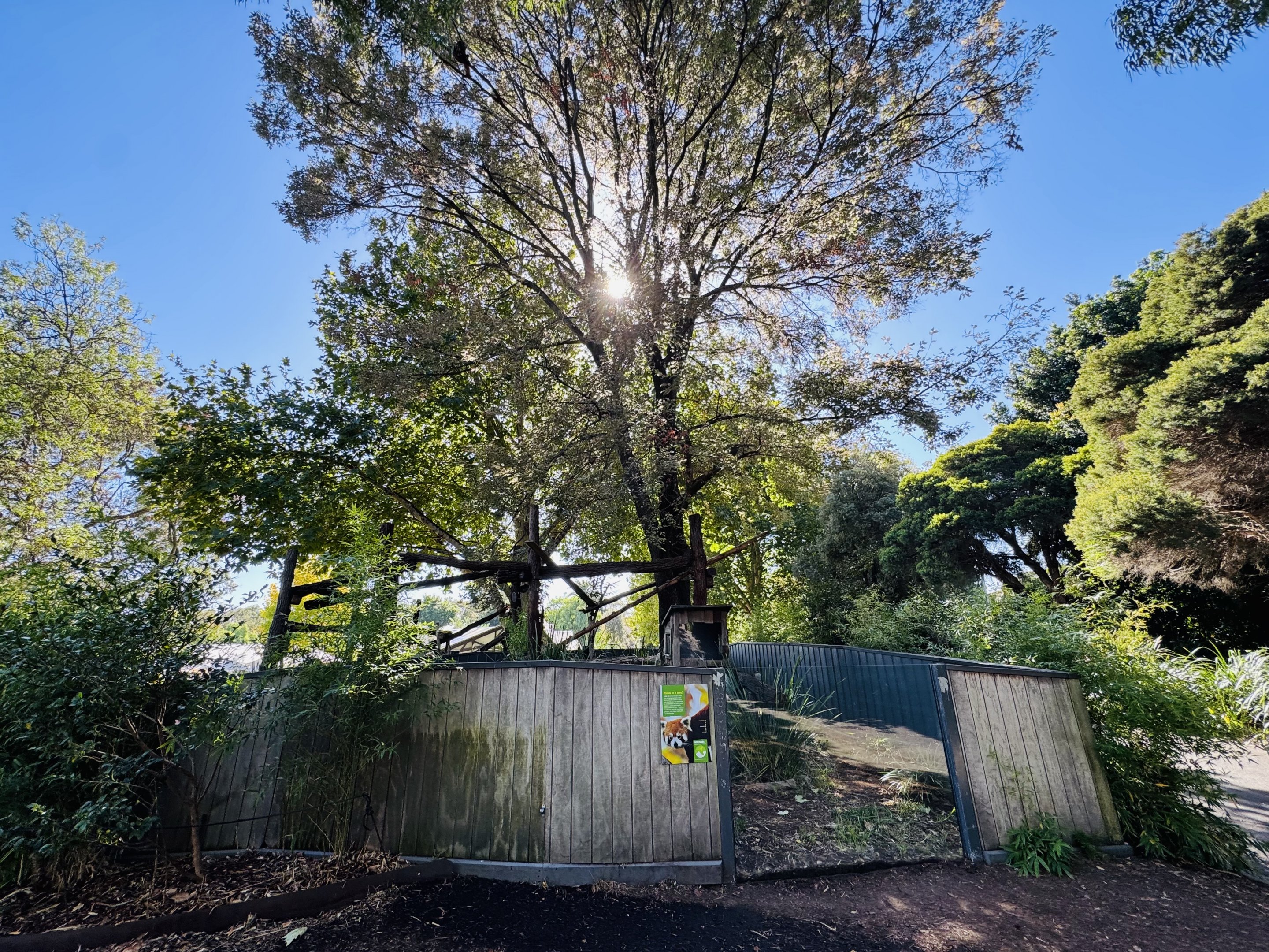 Red panda enclosure #2