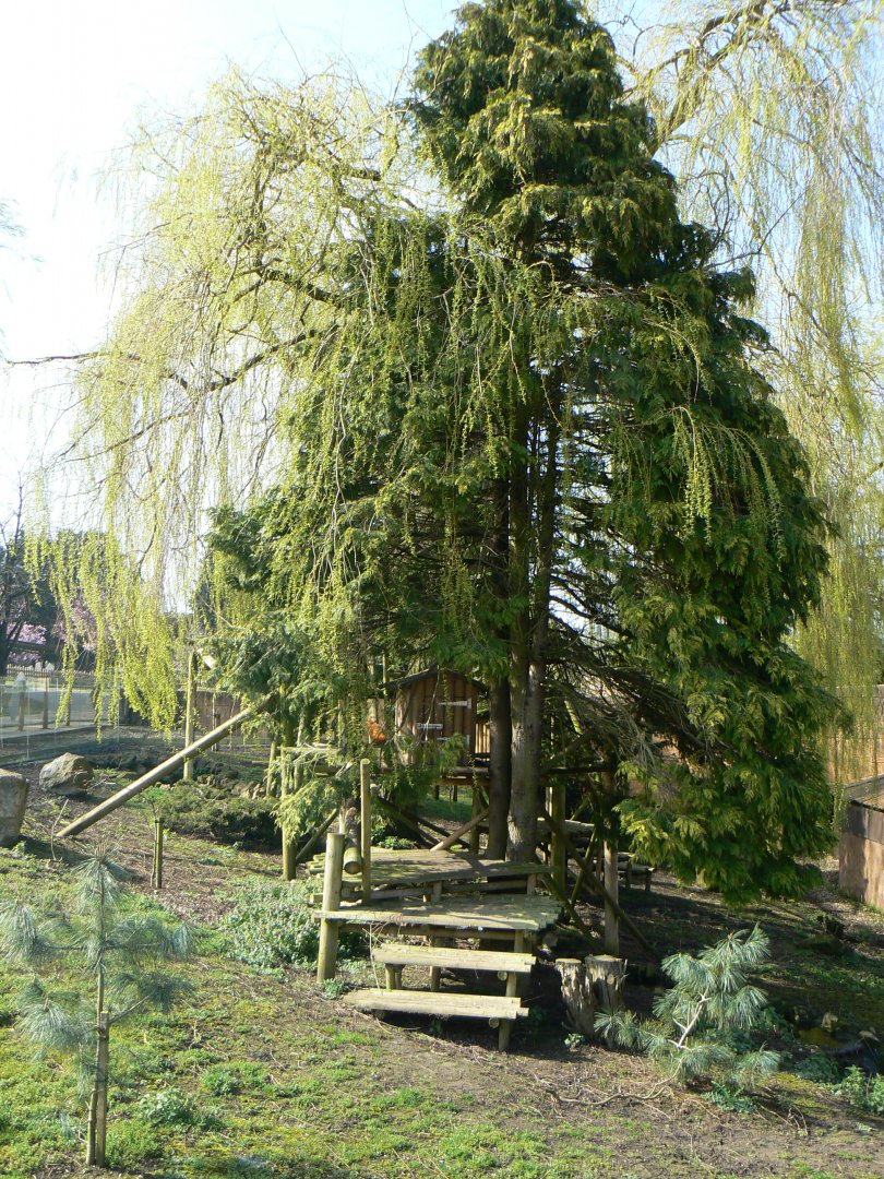 Red Panda Enclosure - 23 March 2017