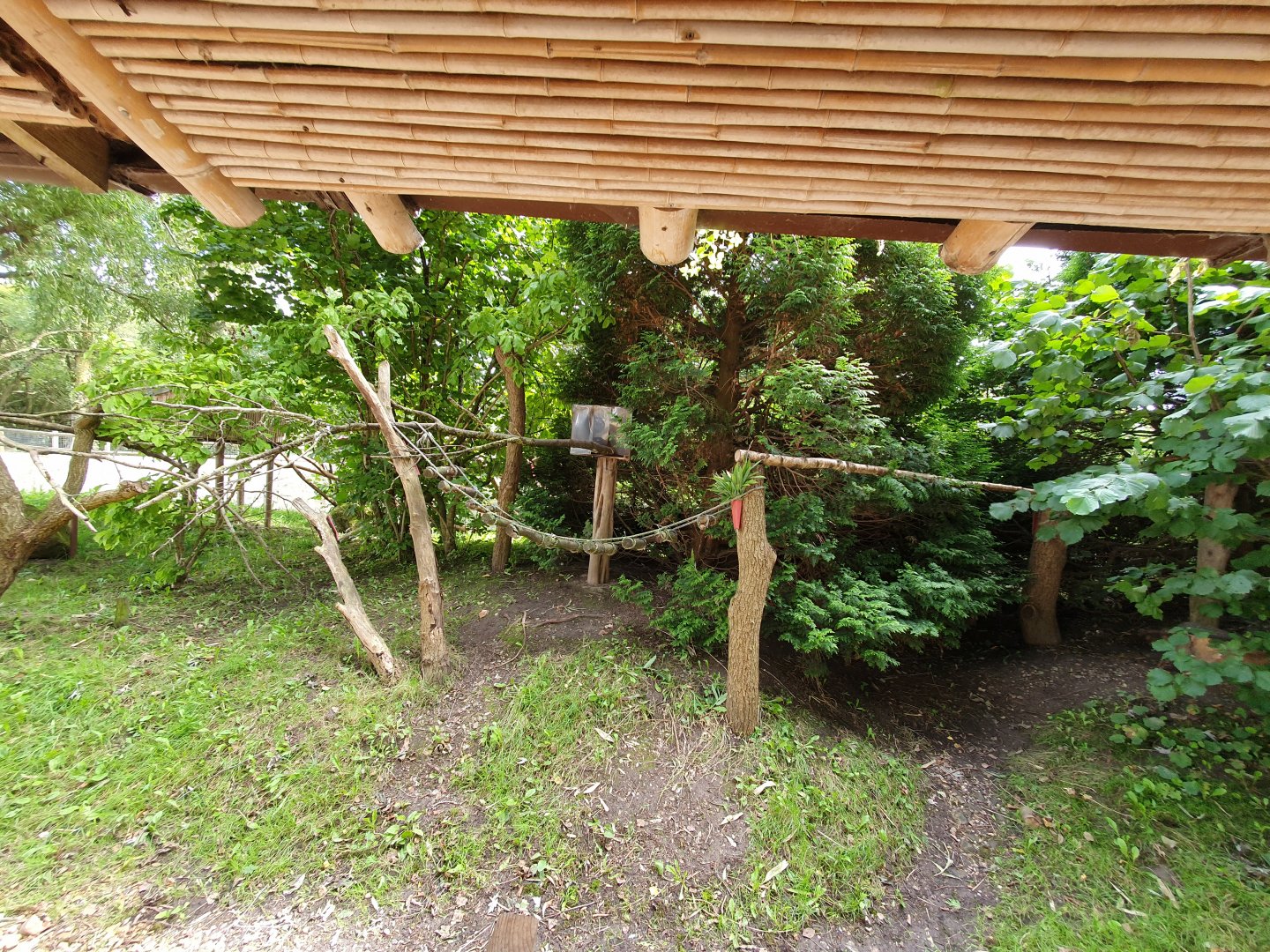 Red Panda enclosure 25/8/23