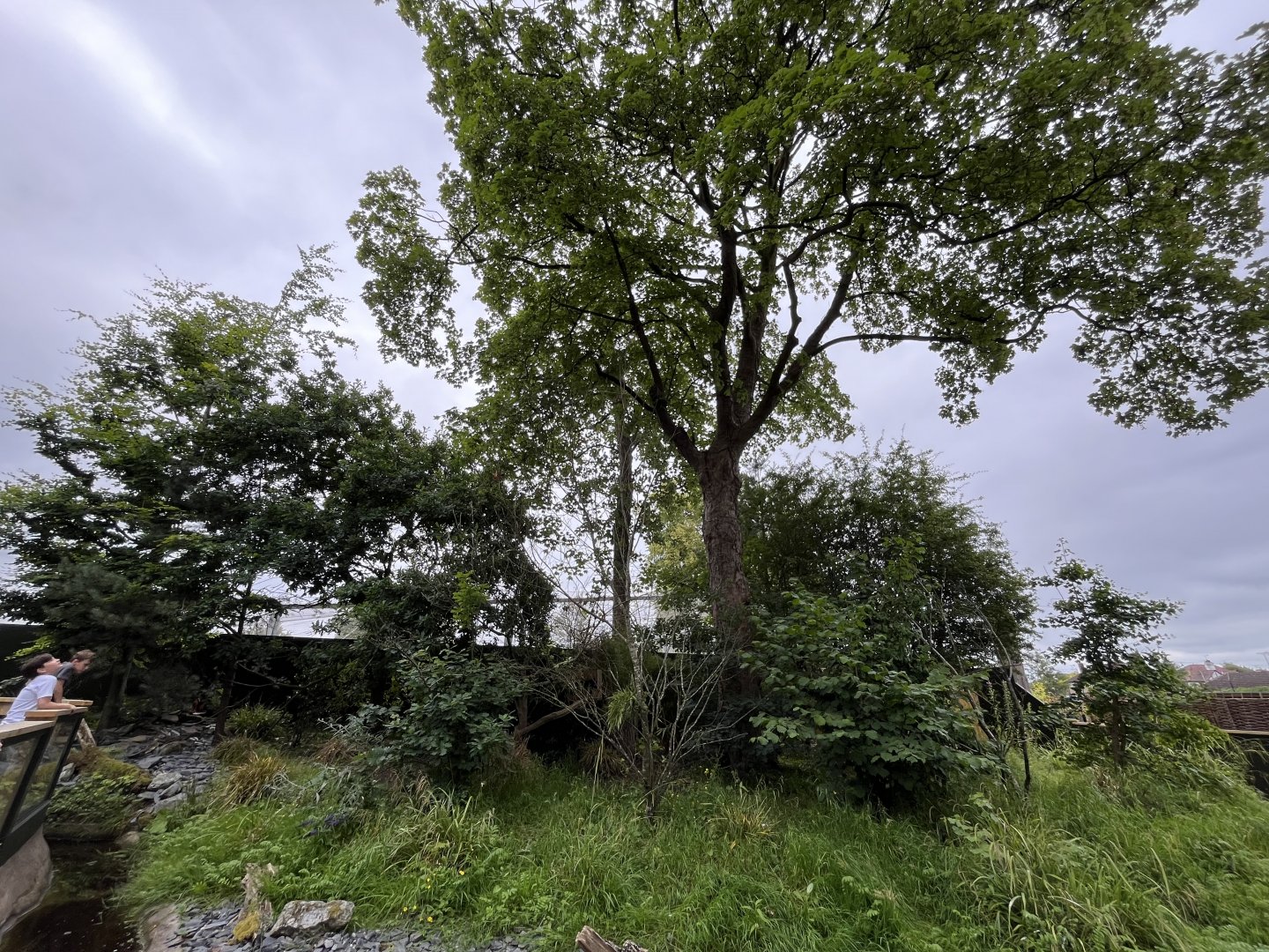 Red panda enclosure 29.6.24