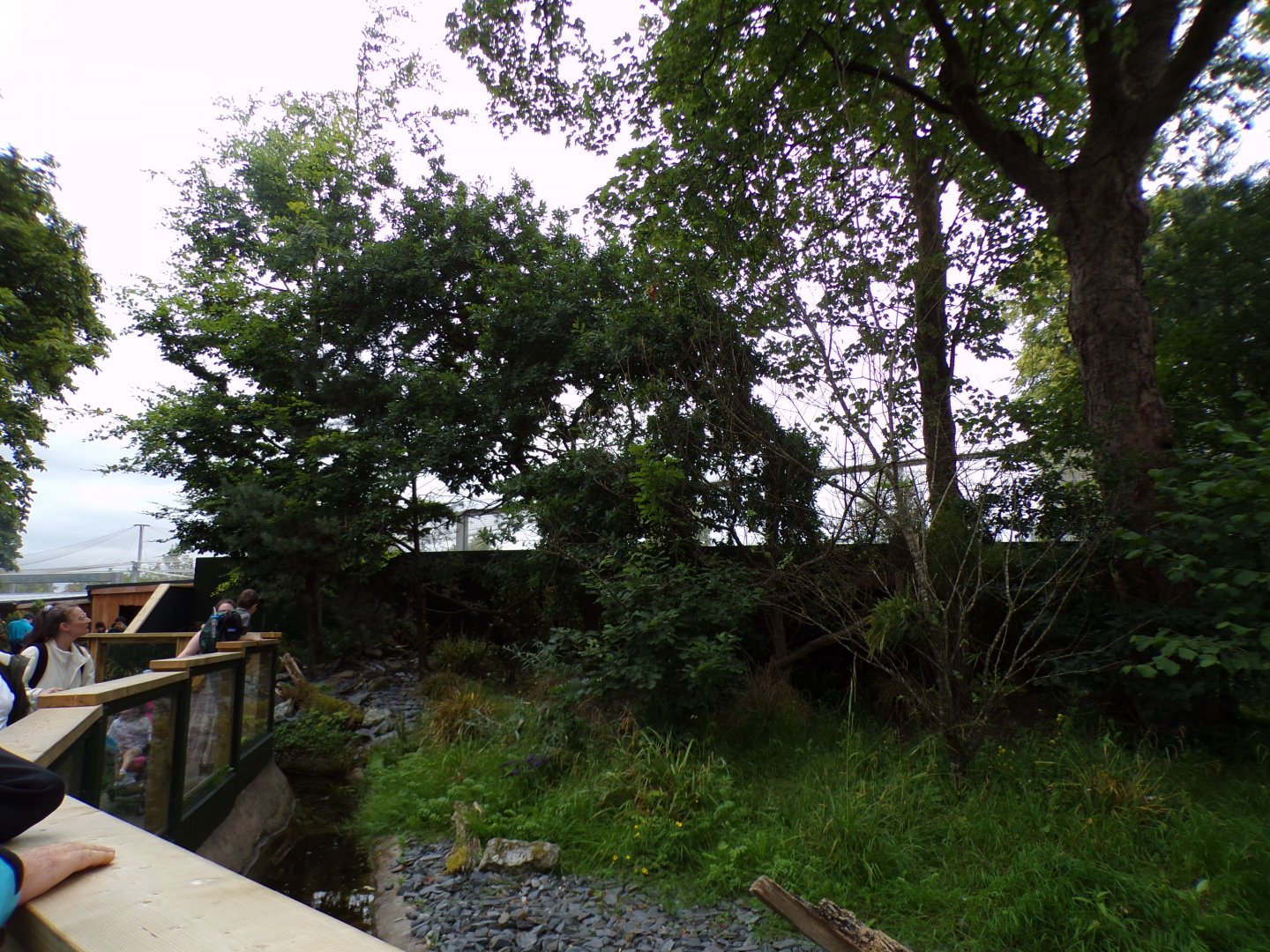 Red panda enclosure 29.6.24