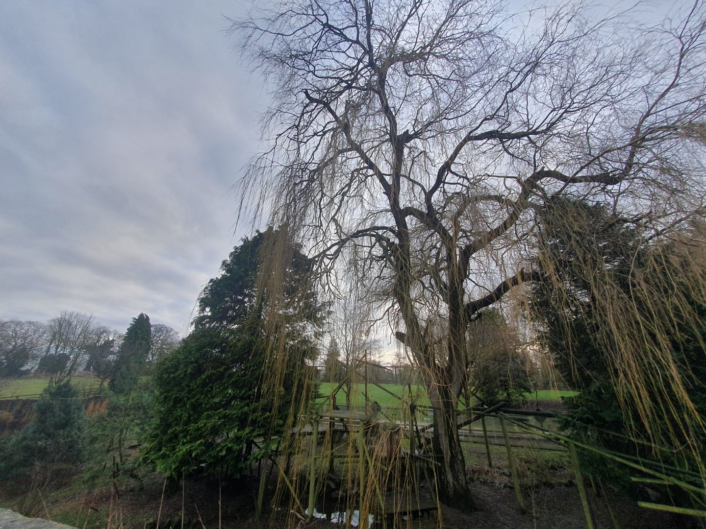 Red Panda enclosure 3/1/24