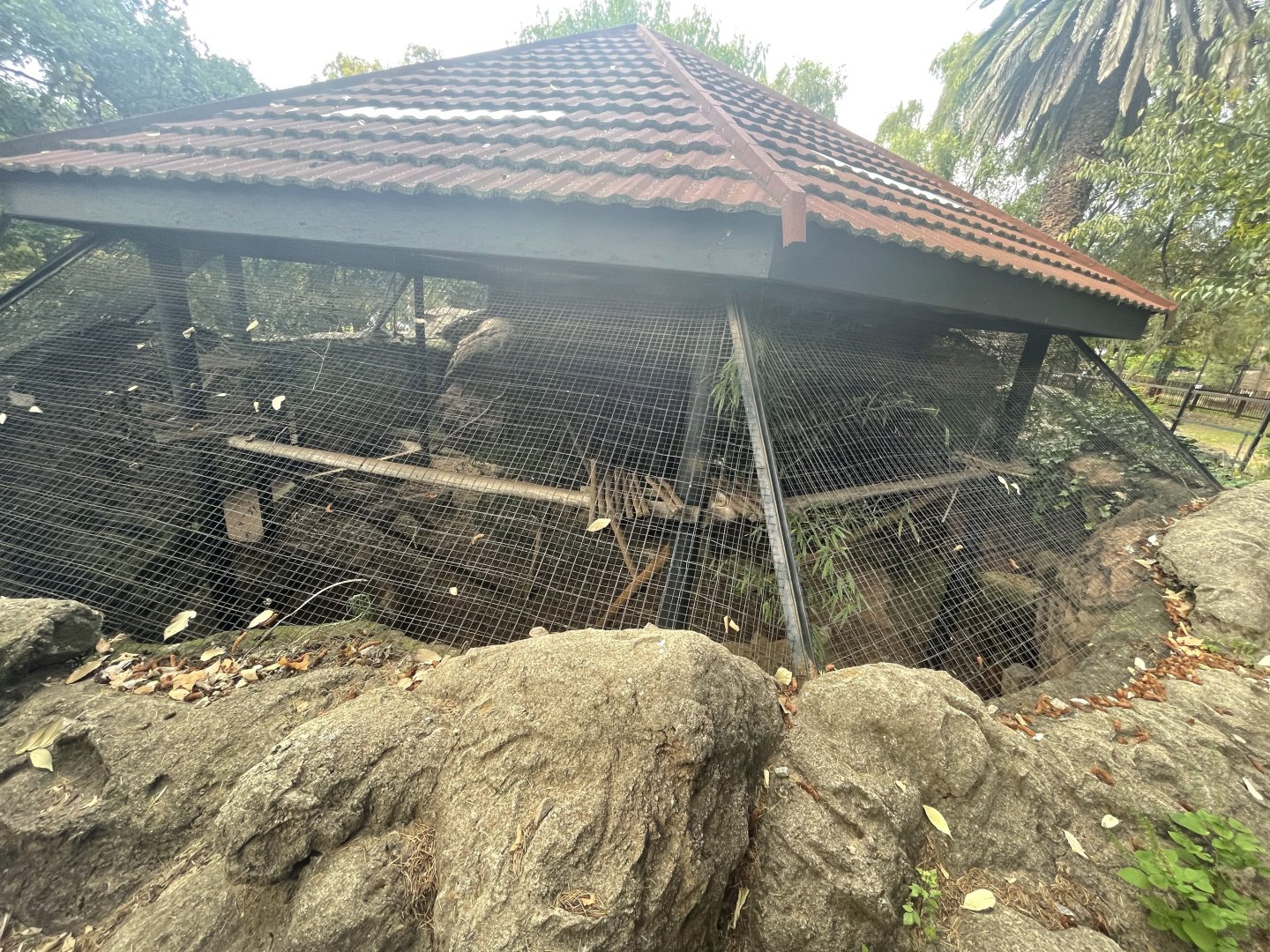 Red Panda Enclosure (Ailurus vulgens)