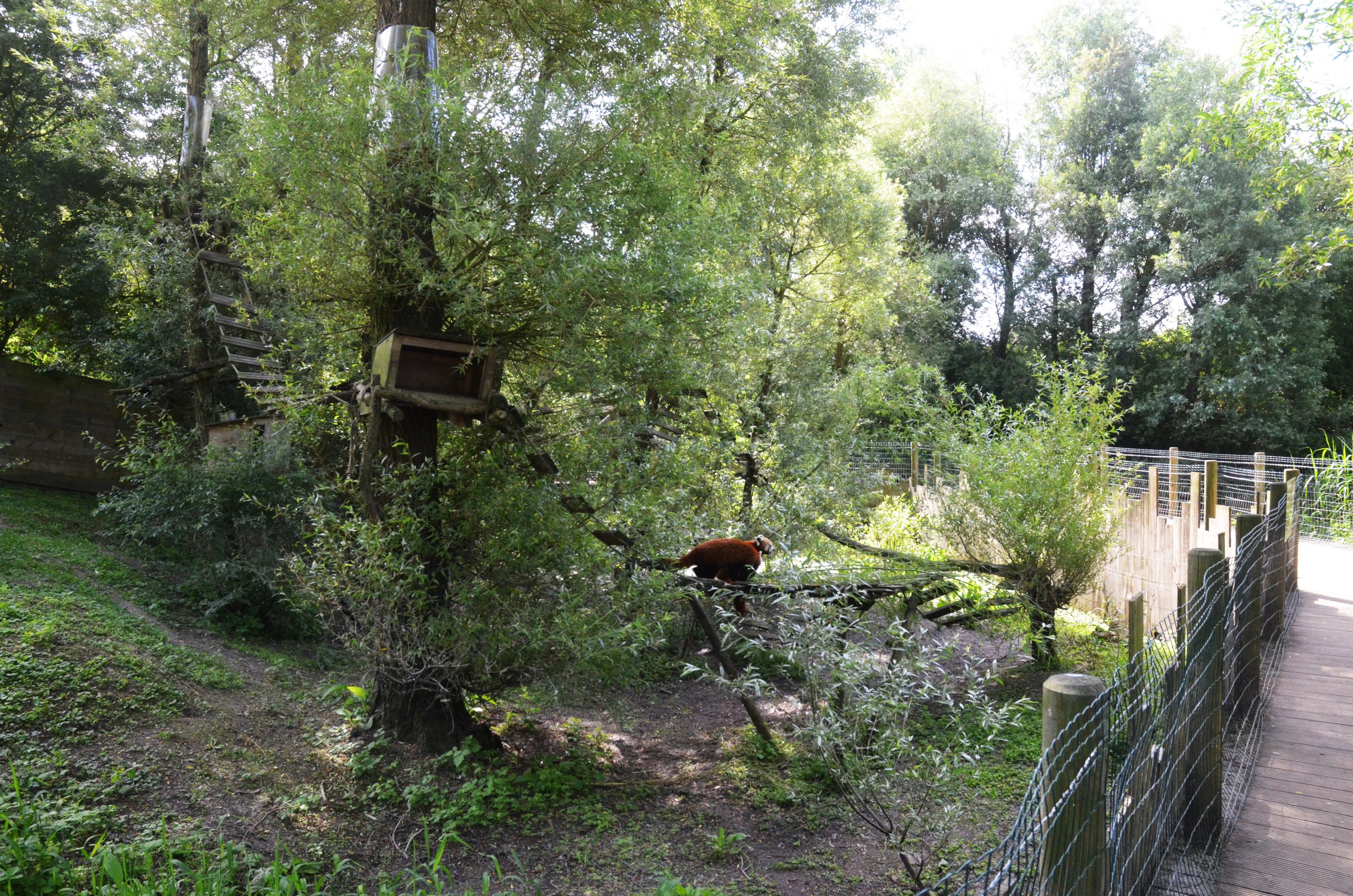 Red Panda Enclosure at Biotropica, 16/06/18
