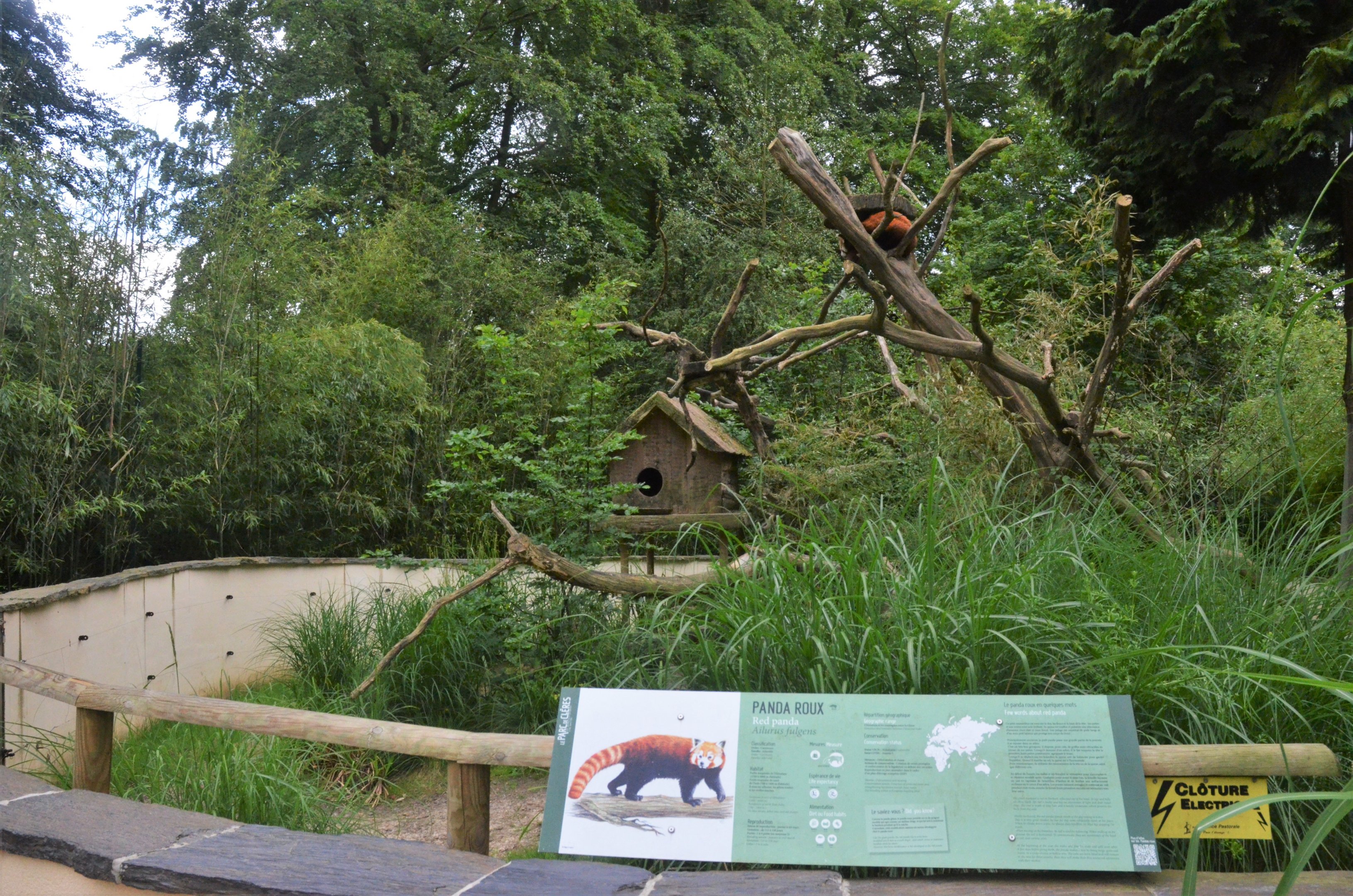 Red Panda Enclosure at Clères, 16/06/18