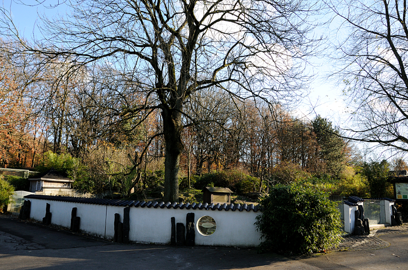 Red panda enclosure at Dortmund