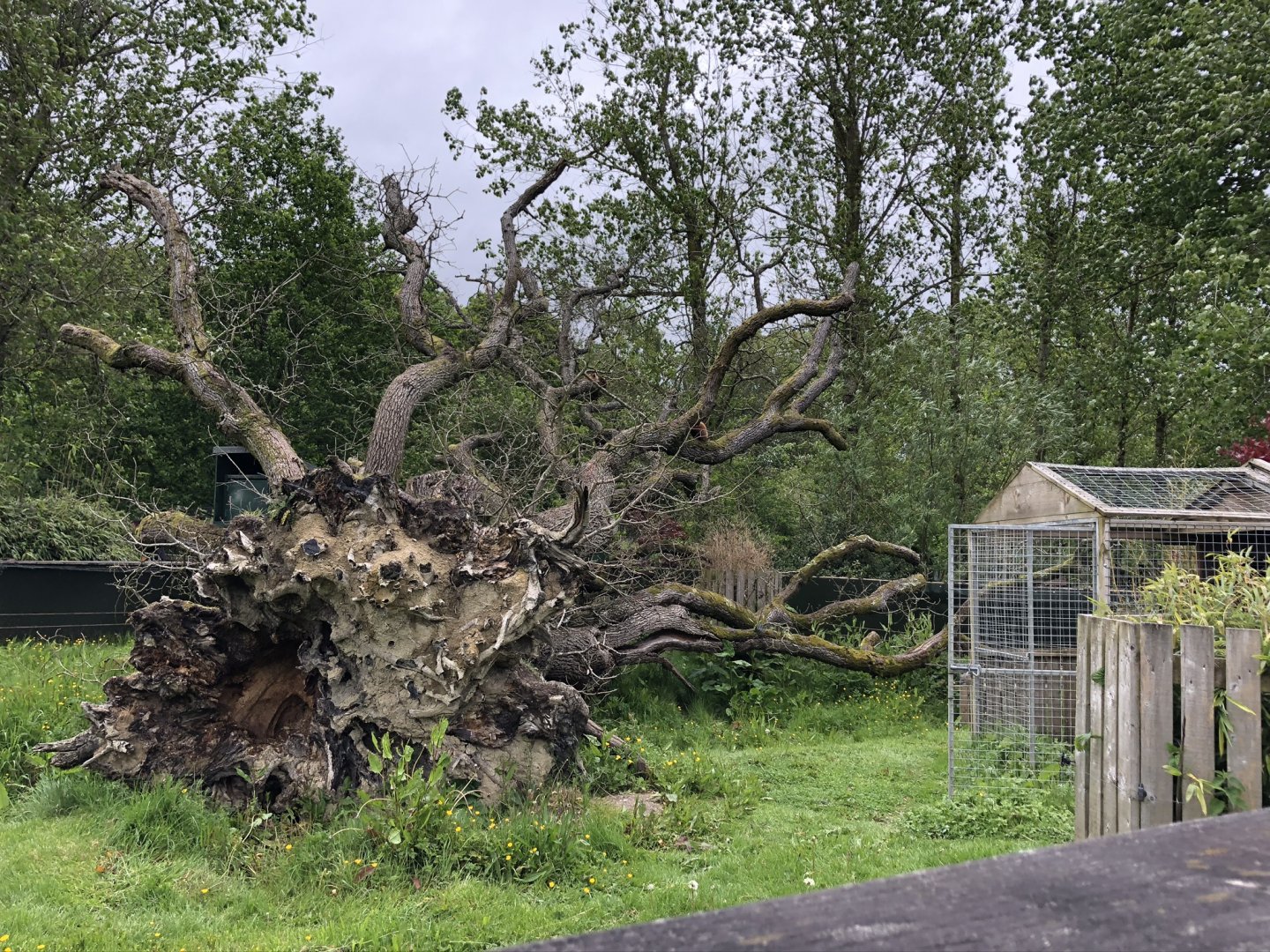 Red Panda Enclosure at Lake District Wildlife Park (May 2019)