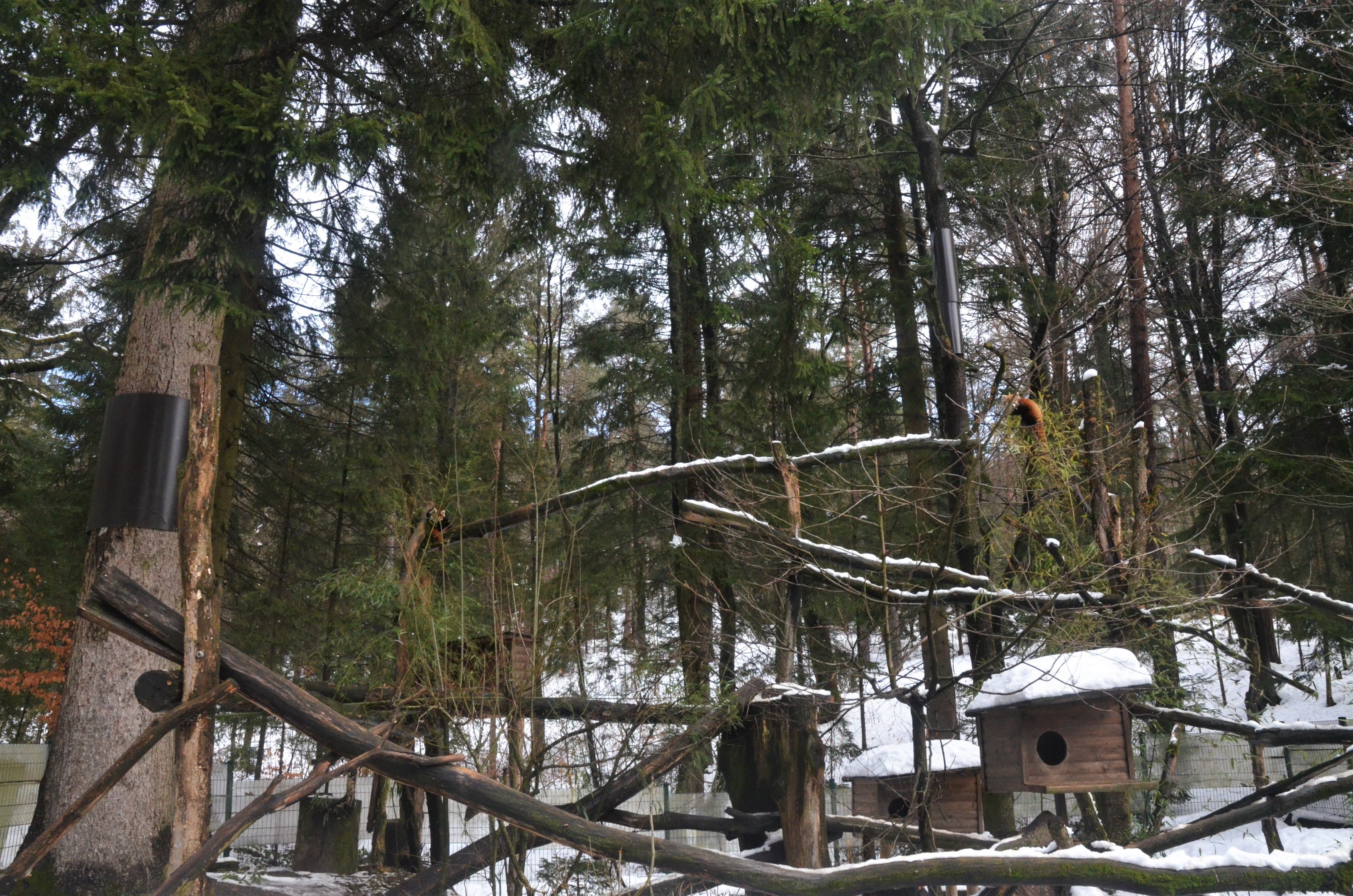 Red Panda Enclosure at Ljubljana Zoo, 07/03/18