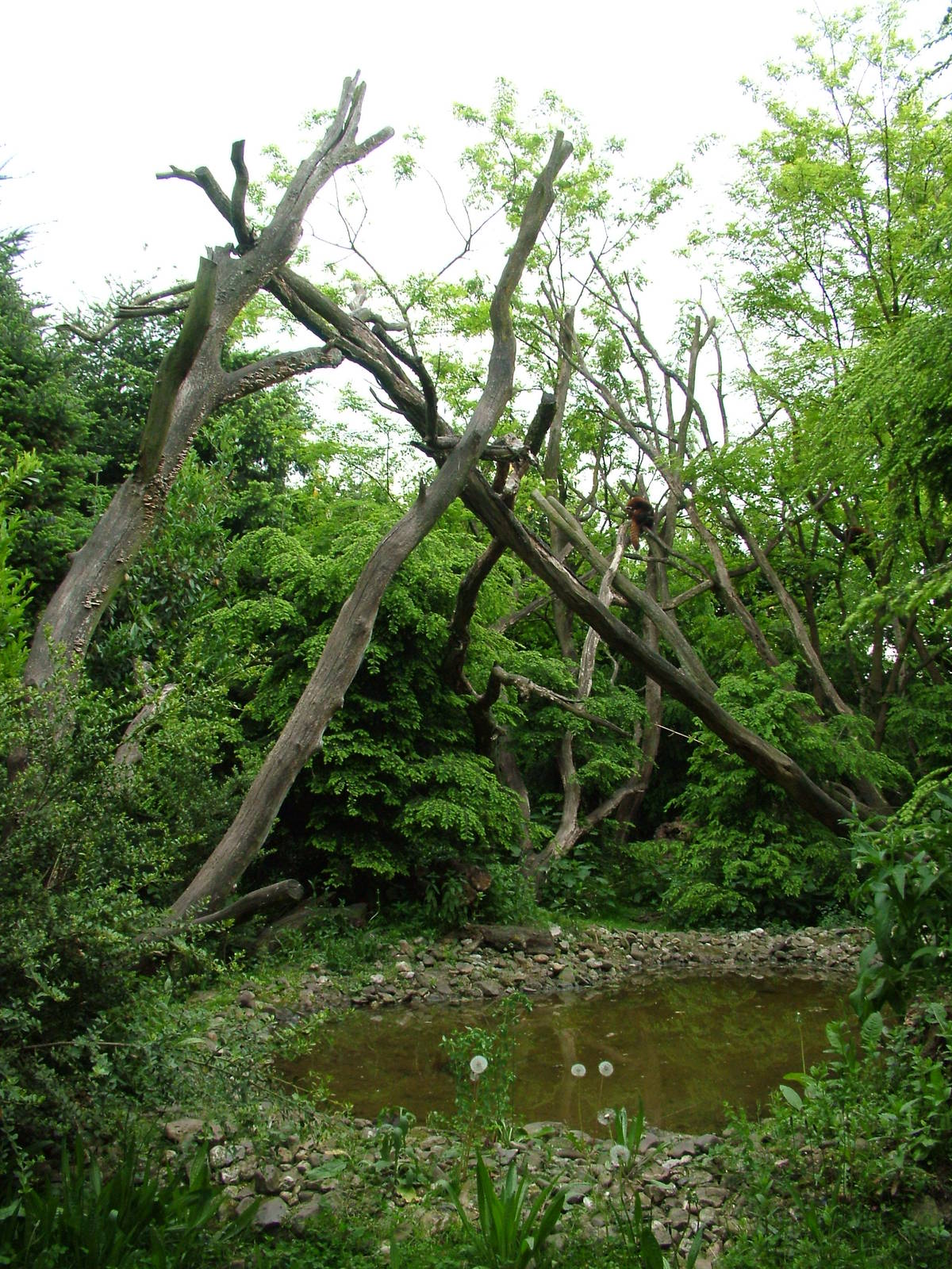Red Panda enclosure at Overloon 14/05/09