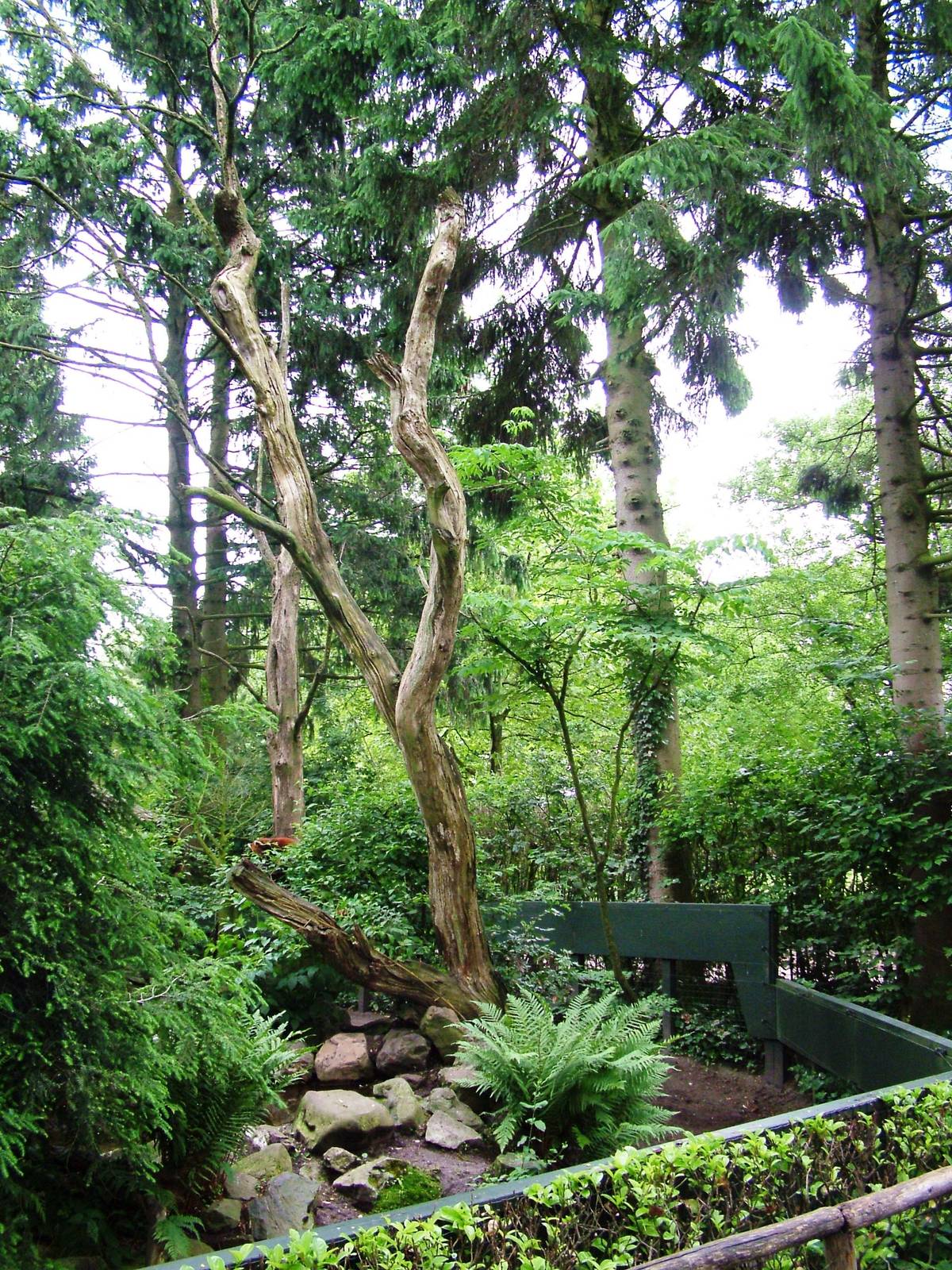 Red Panda Enclosure at Wissel Zoo, Epe, 01/06/12
