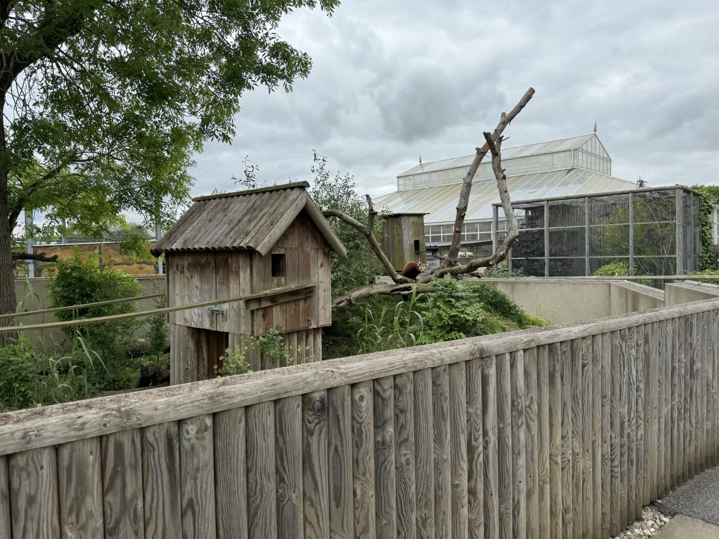 Red Panda Enclosure at Woodside Wildlife Park (May 2024)