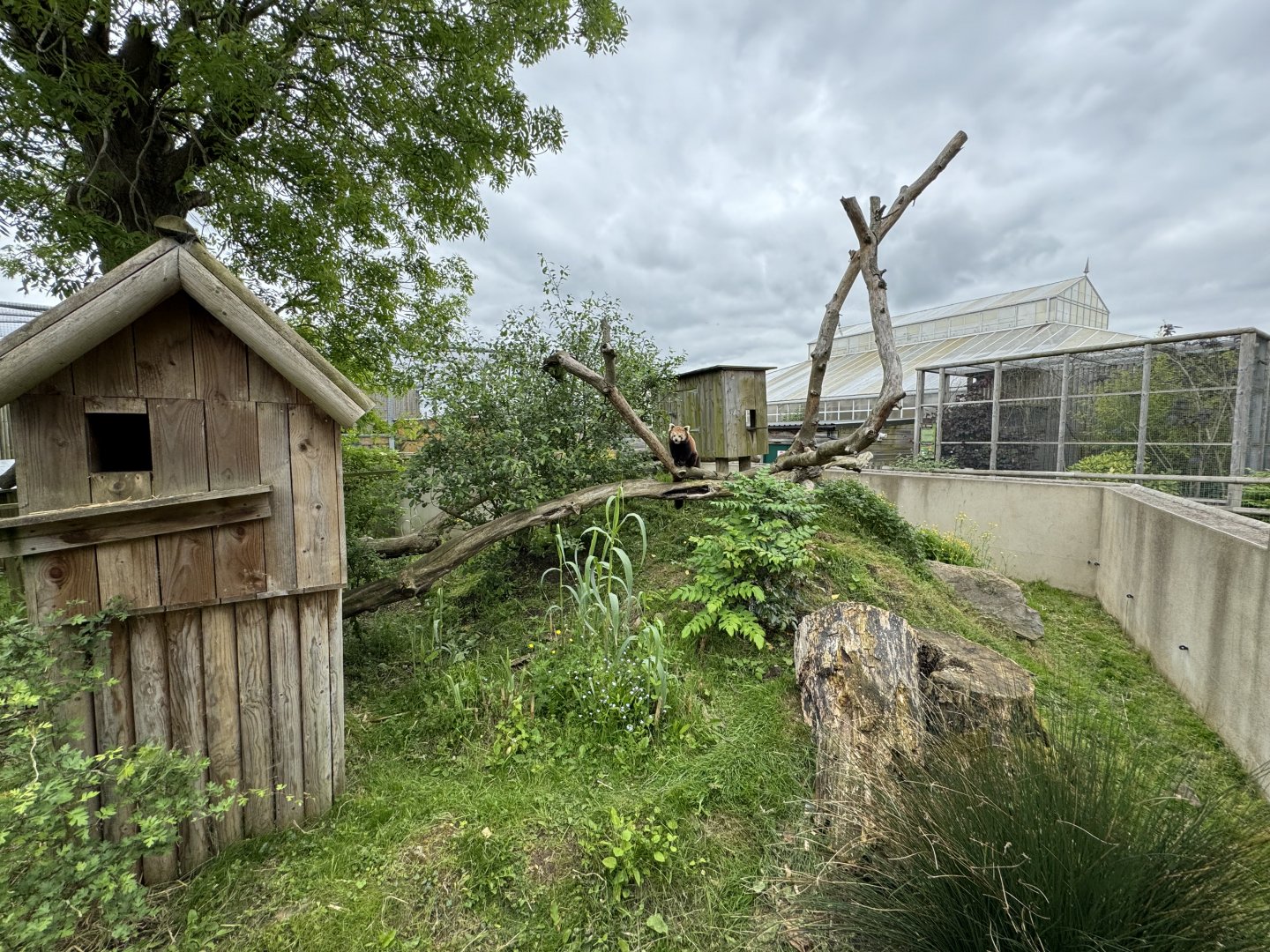 Red Panda Enclosure at Woodside Wildlife Park (May 2024)