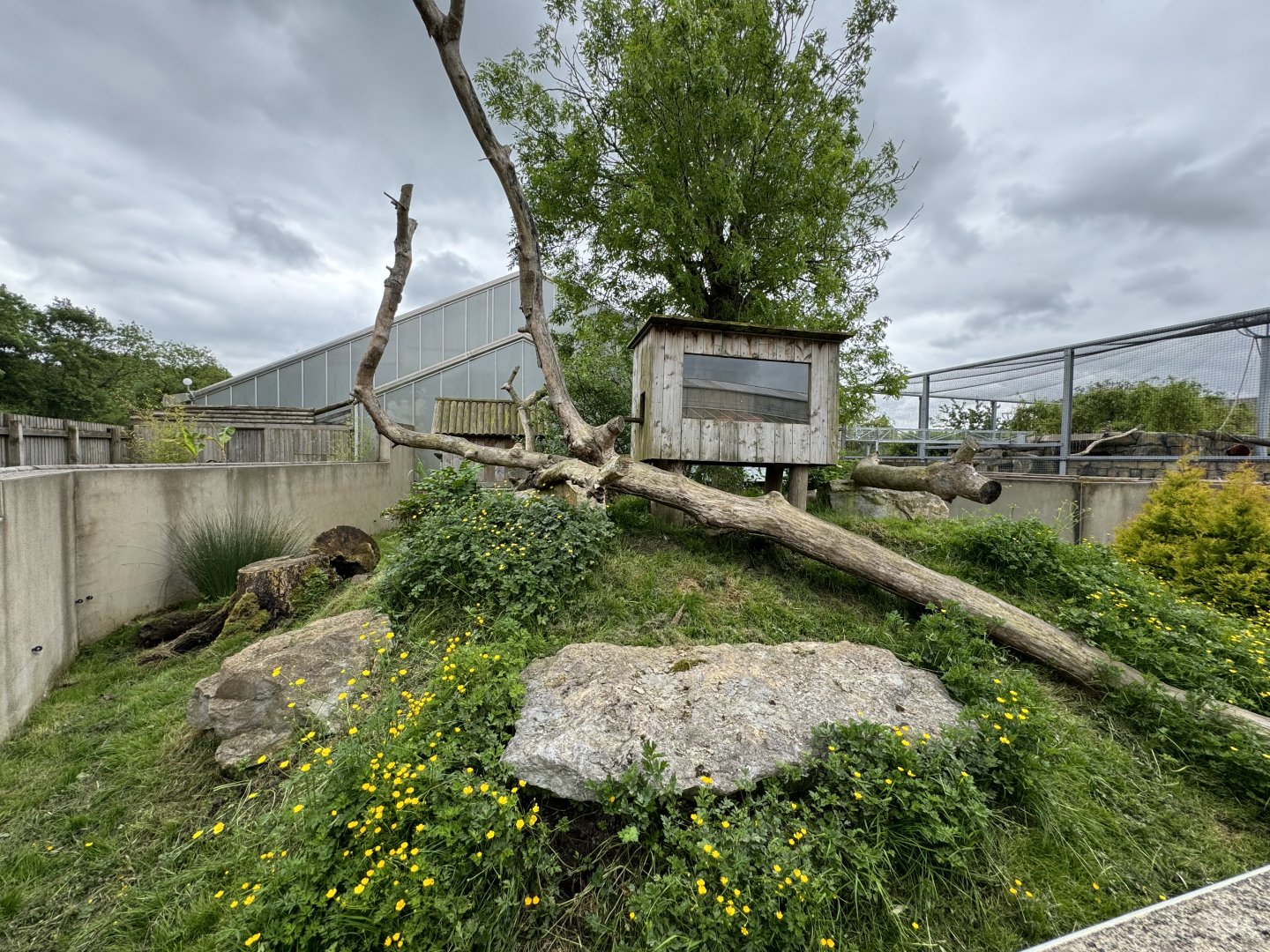 Red Panda Enclosure at Woodside Wildlife Park (May 2024)