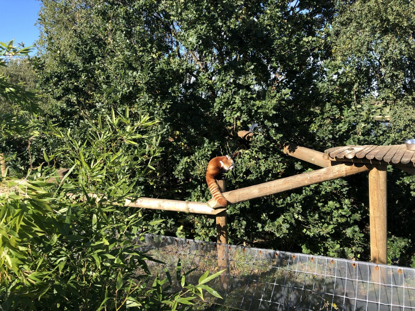 Red Panda Enclosure at Yorkshire Wildlife Park (October 2021)