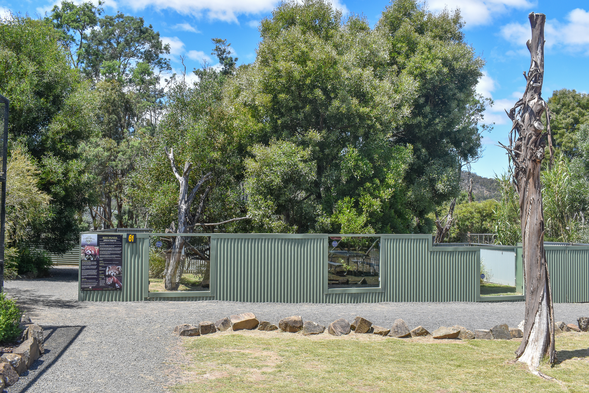 Red Panda enclosure - females