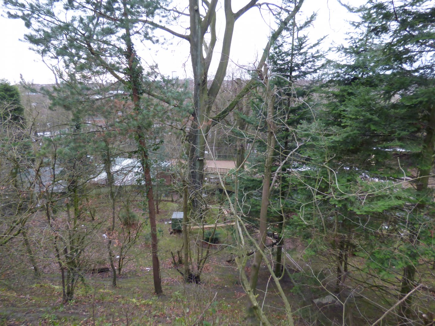 Red Panda enclosure (from the back of the enclosure)