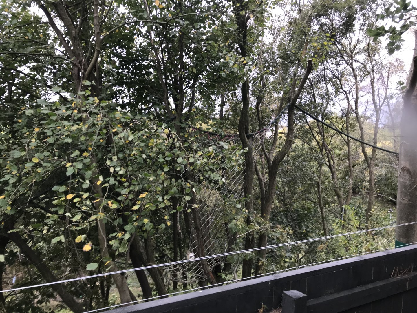 Red panda enclosure from the top