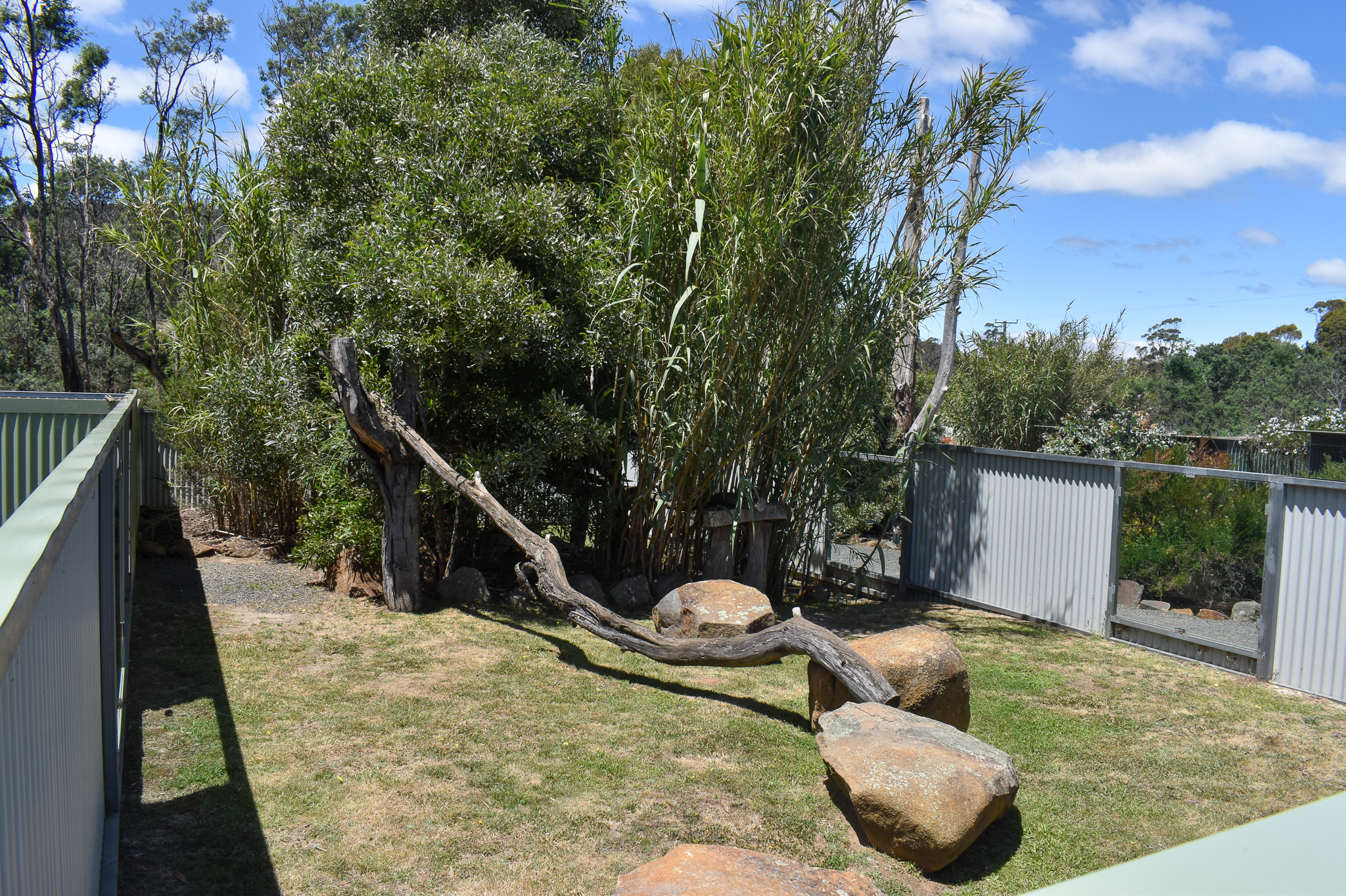 Red Panda enclosure - male